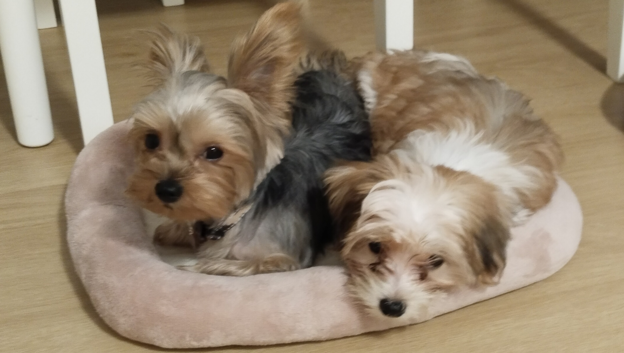 SINGAPORE PET CARE SUPPLIES RETAILER 's image