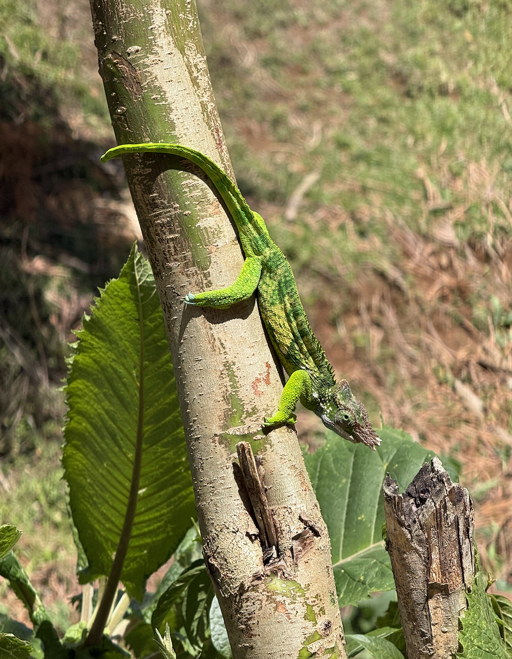 Chameleon Eco Farm Stay and Cultural Tourism Enterprise's image