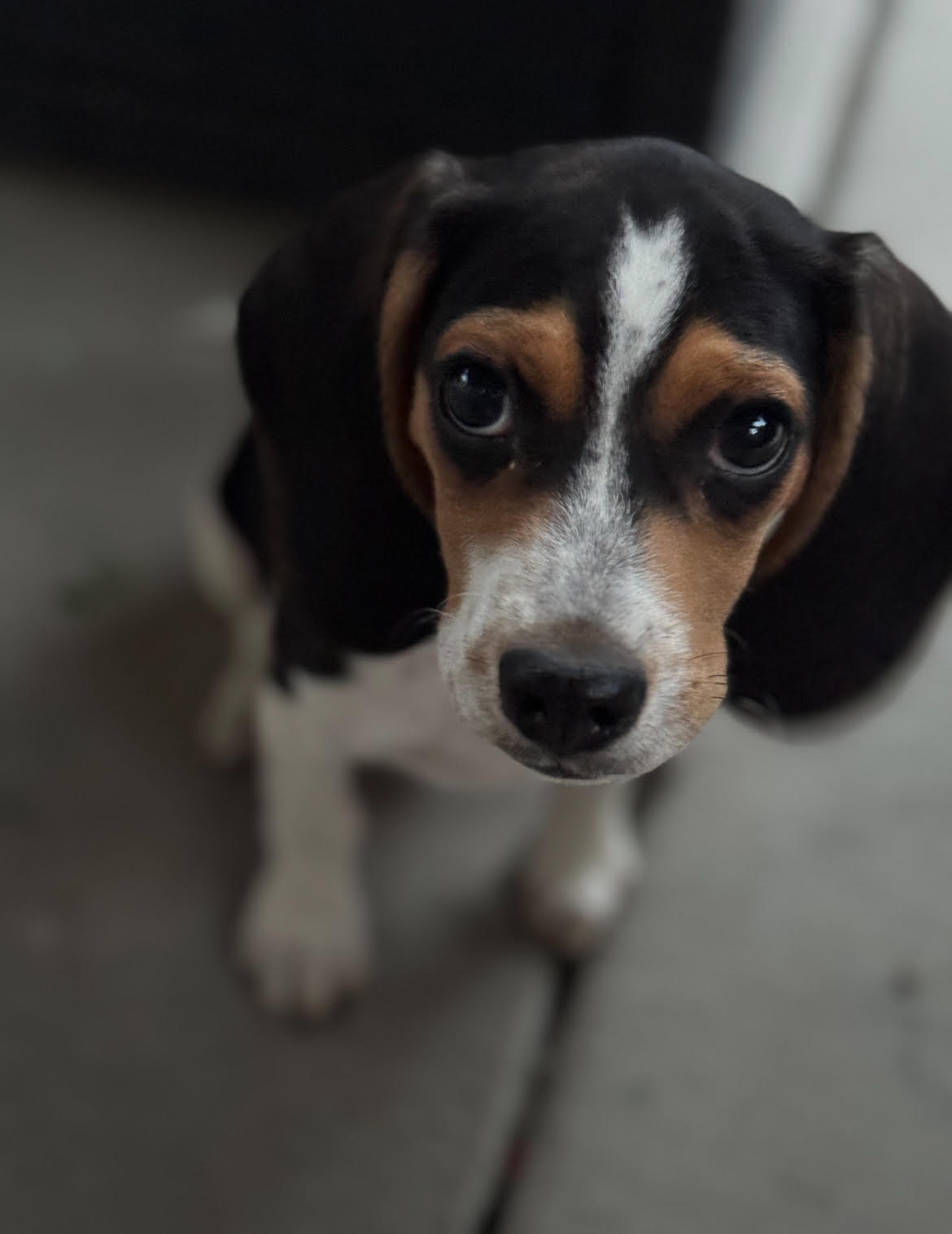 Wagology 's image
