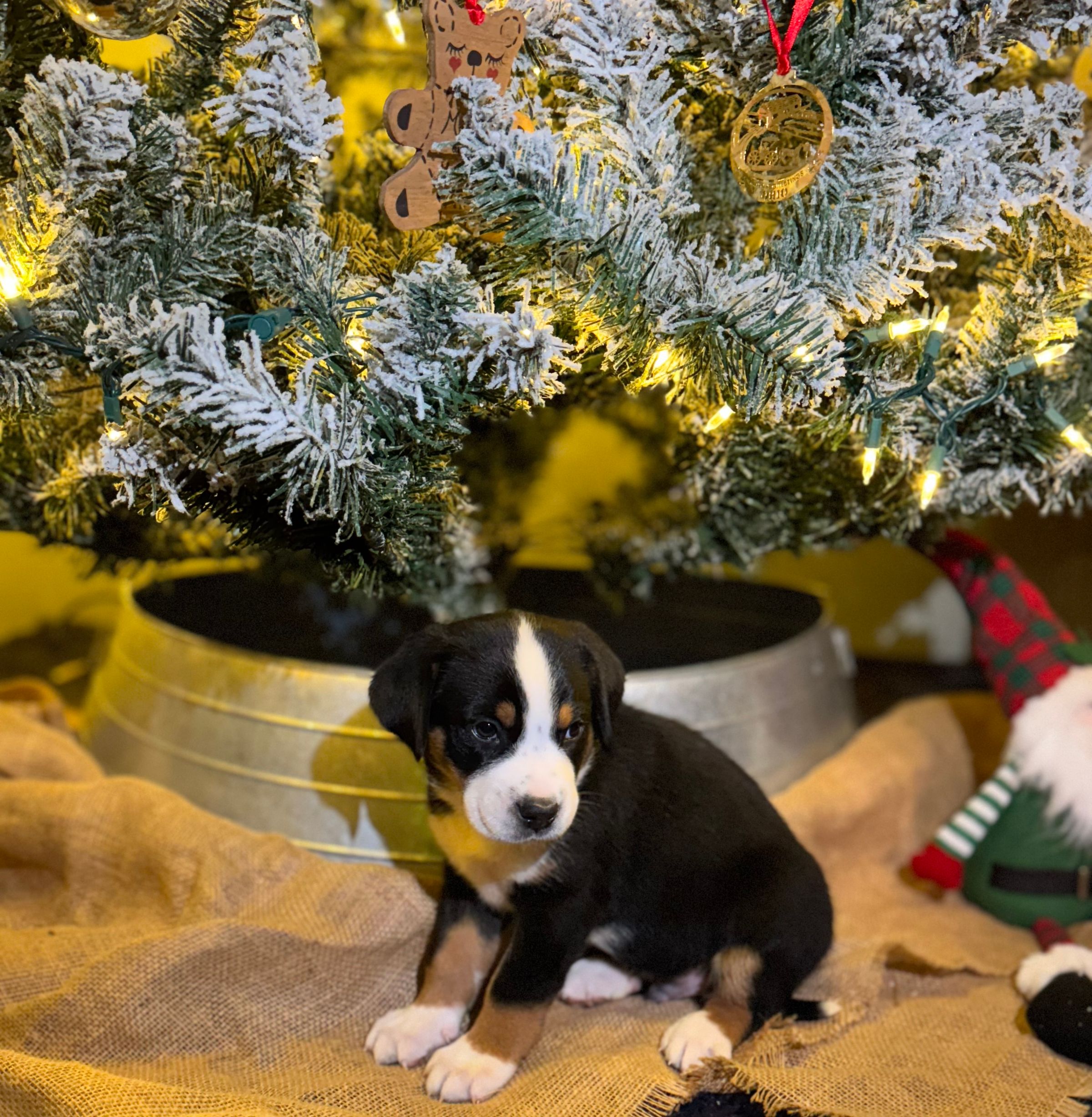 Two Paws Above's image