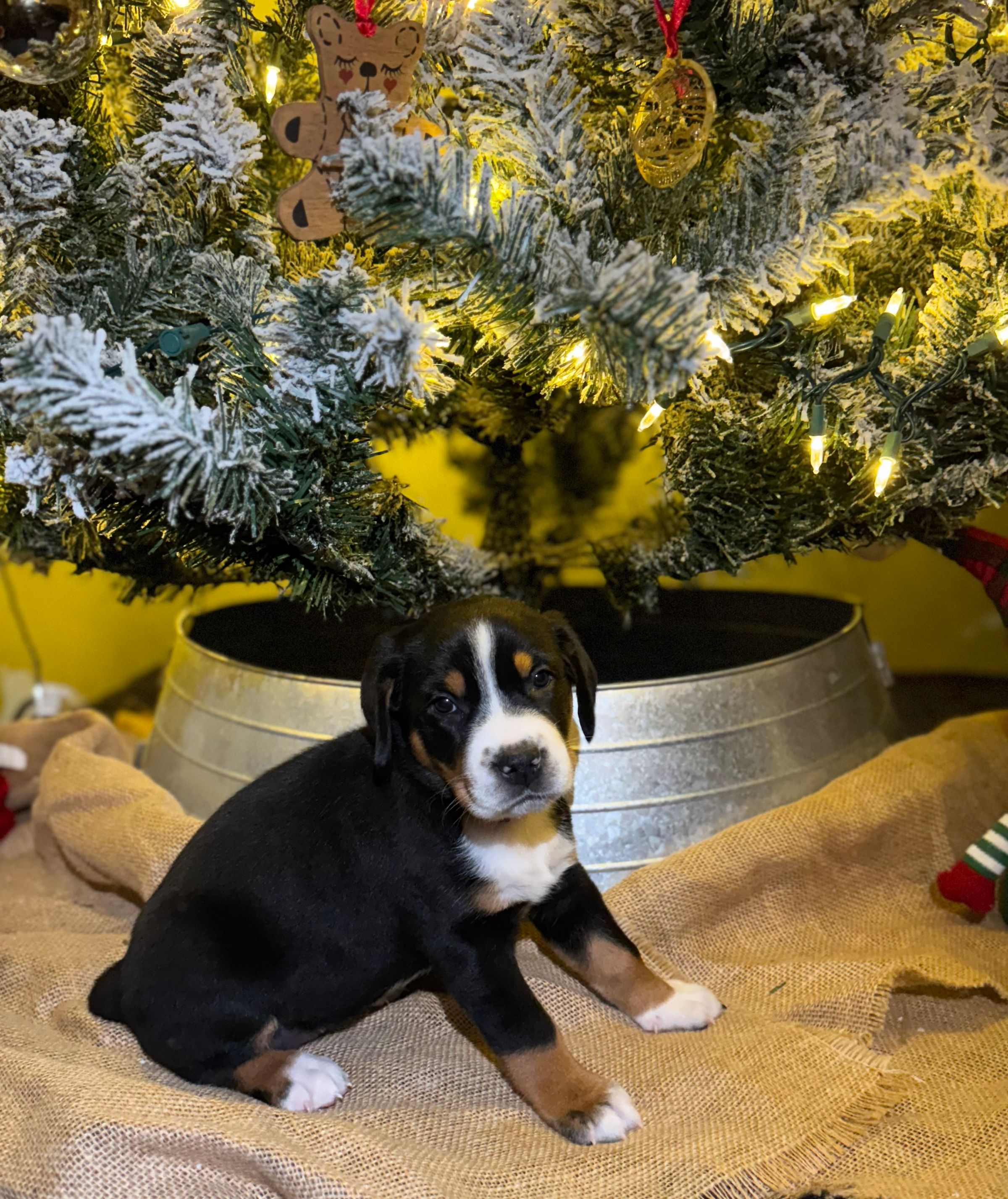 Two Paws Above's image