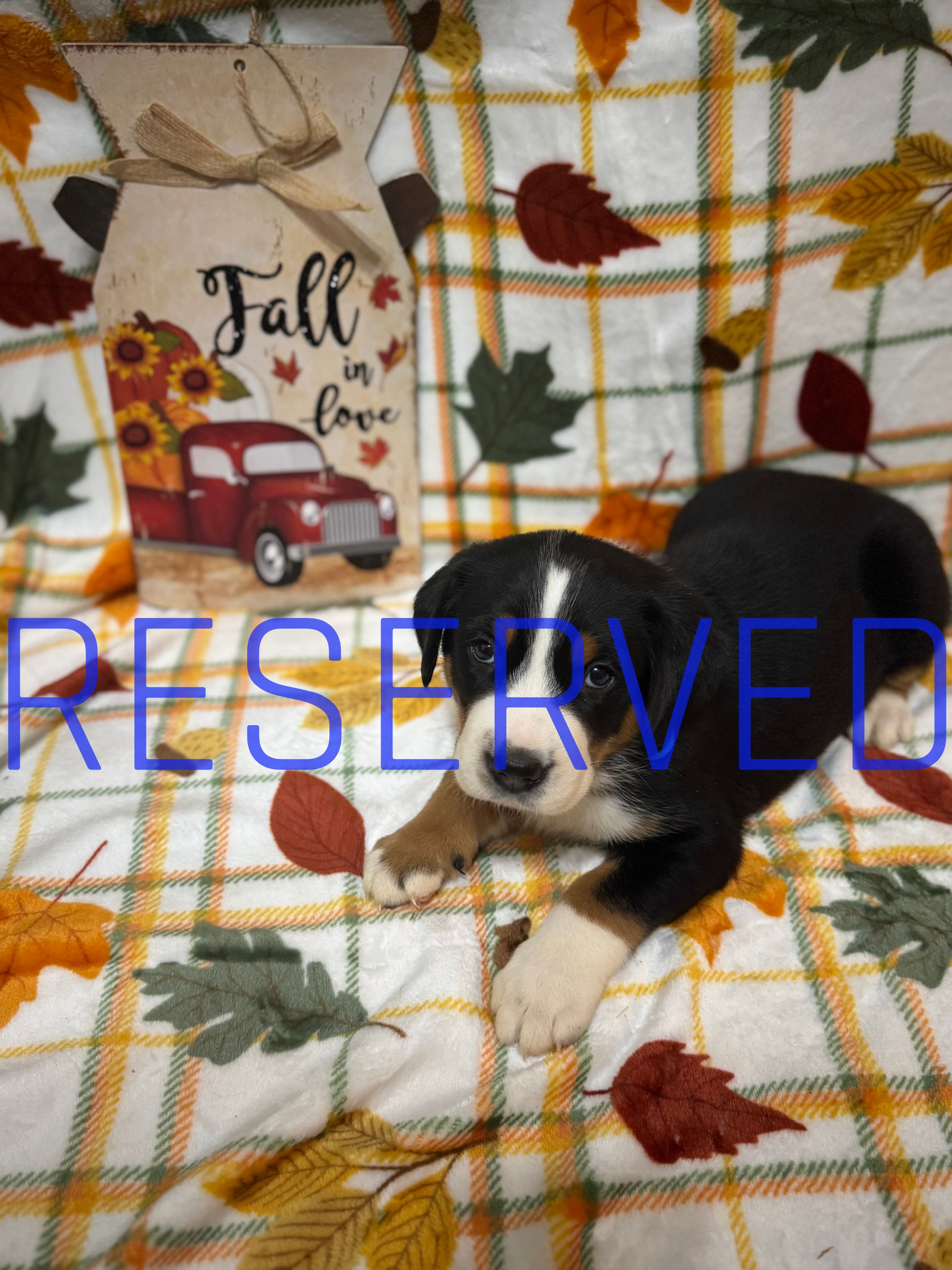 Two Paws Above's image