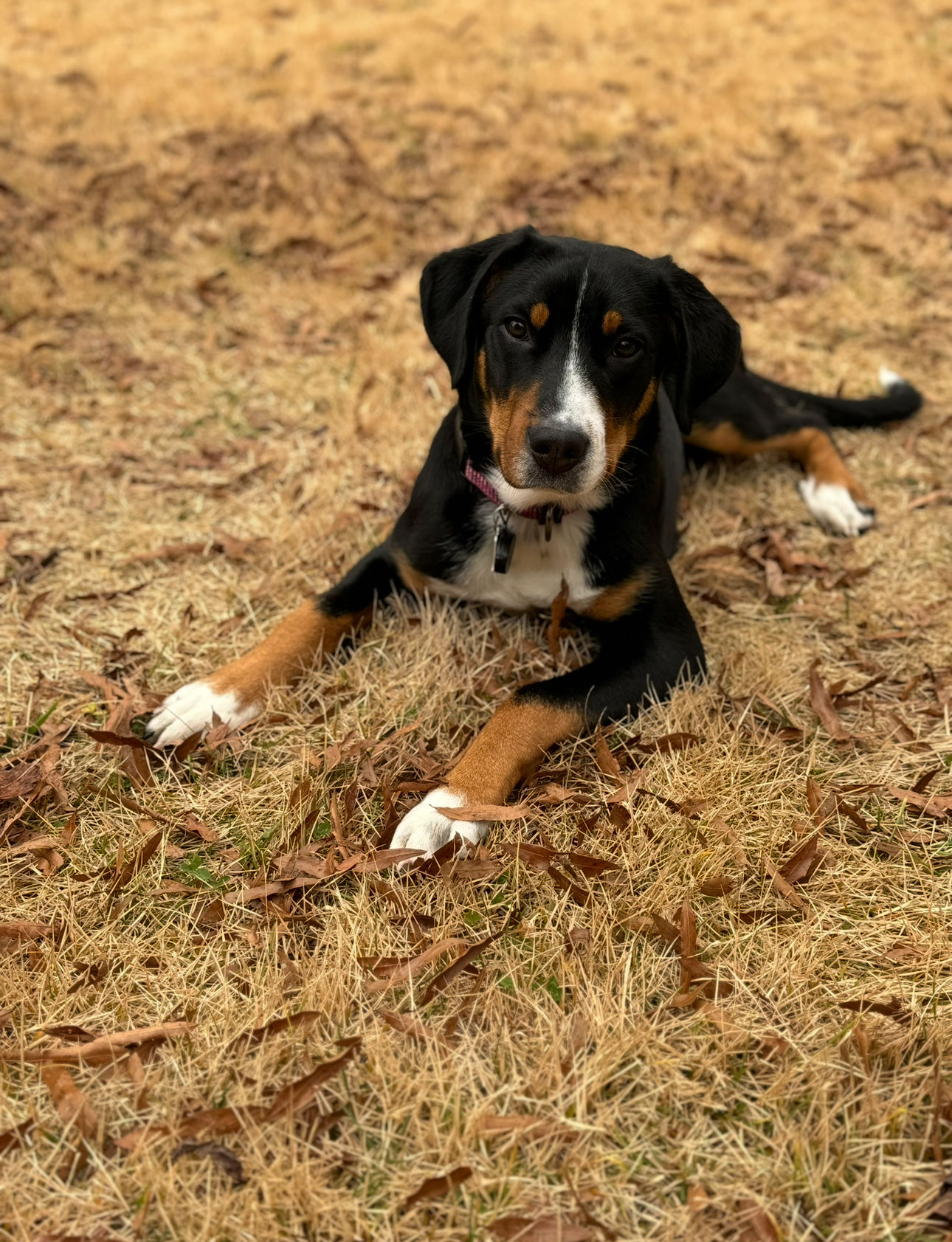 Two Paws Above's image