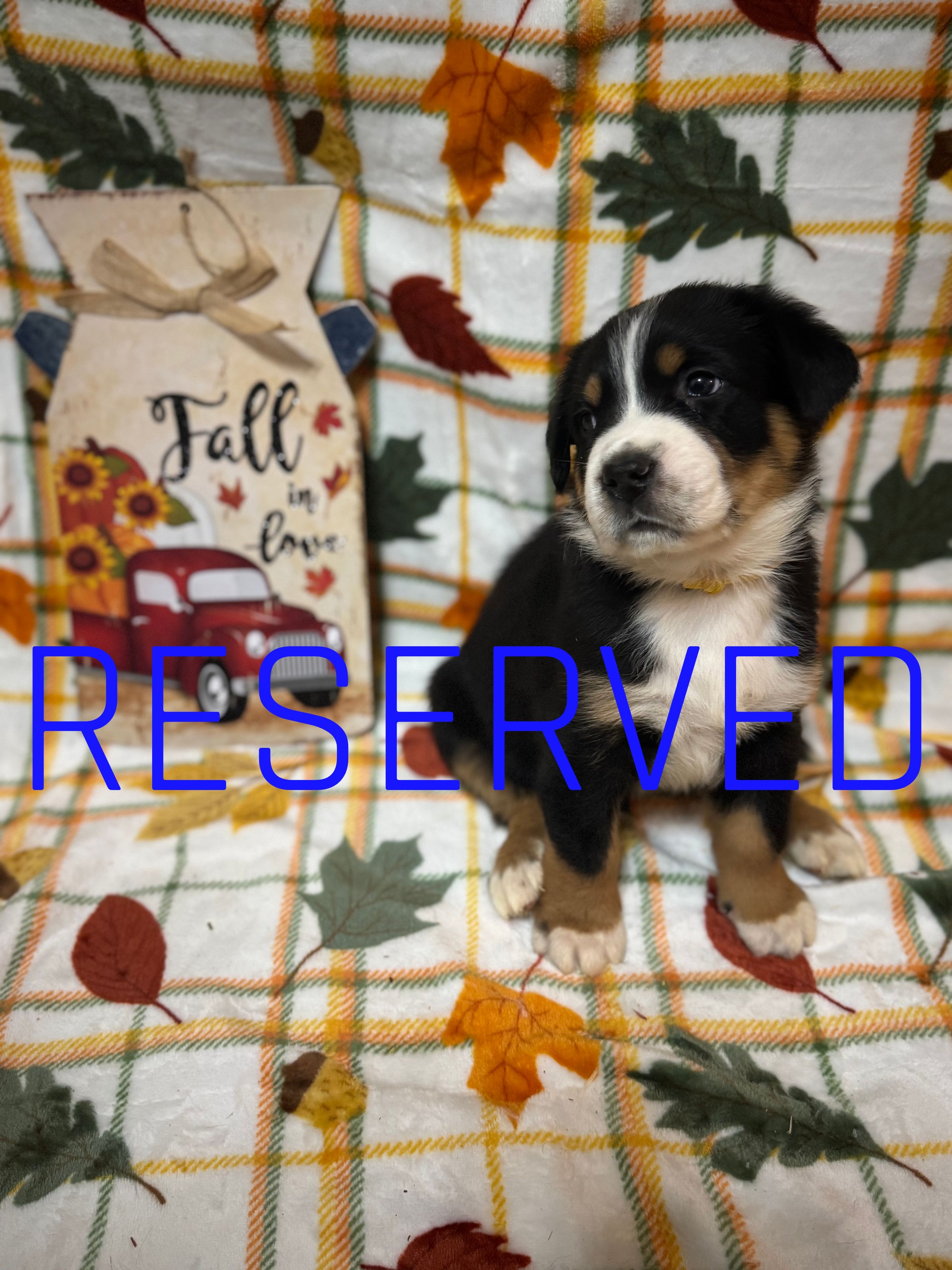 Two Paws Above's image