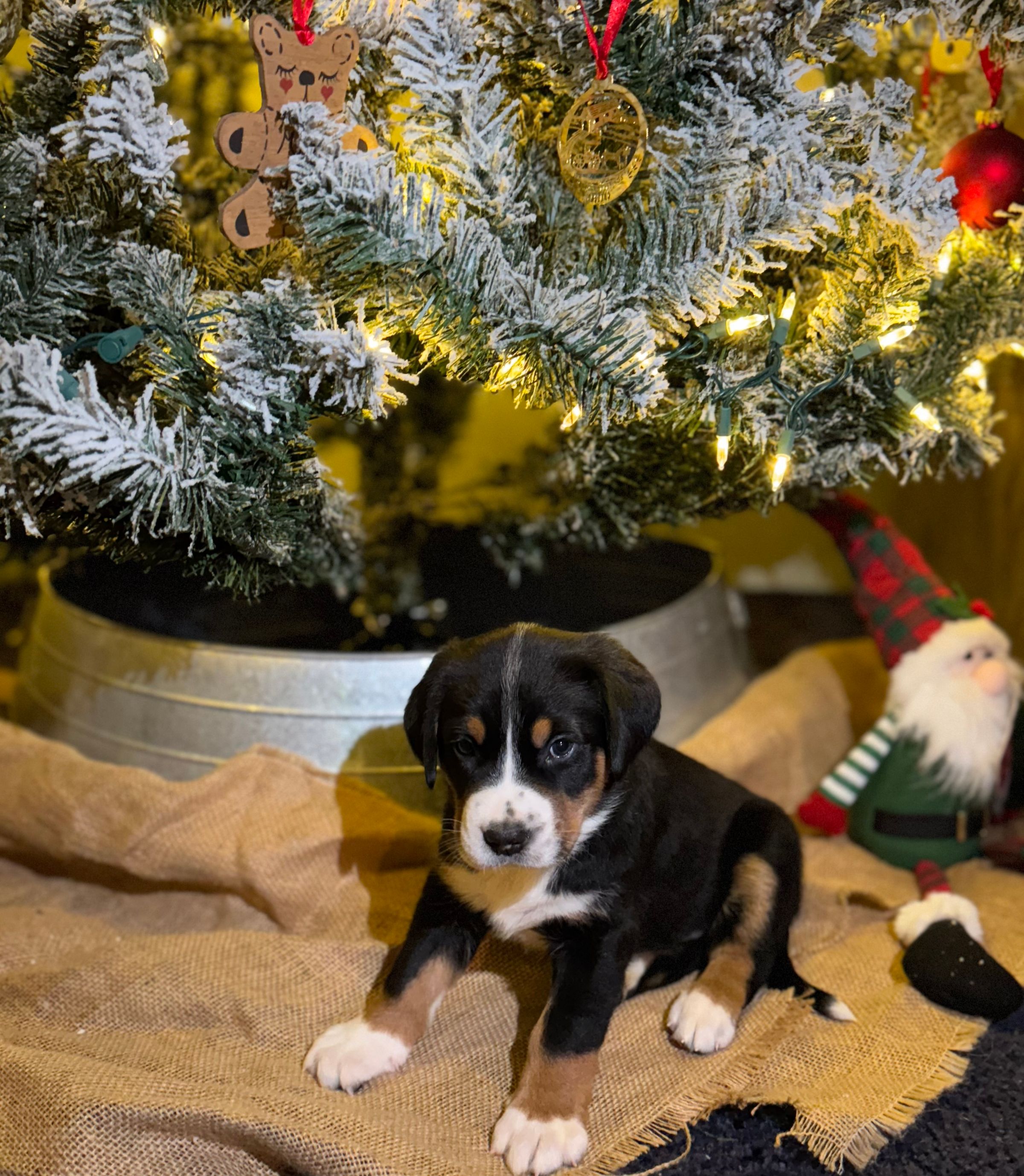 Two Paws Above's image