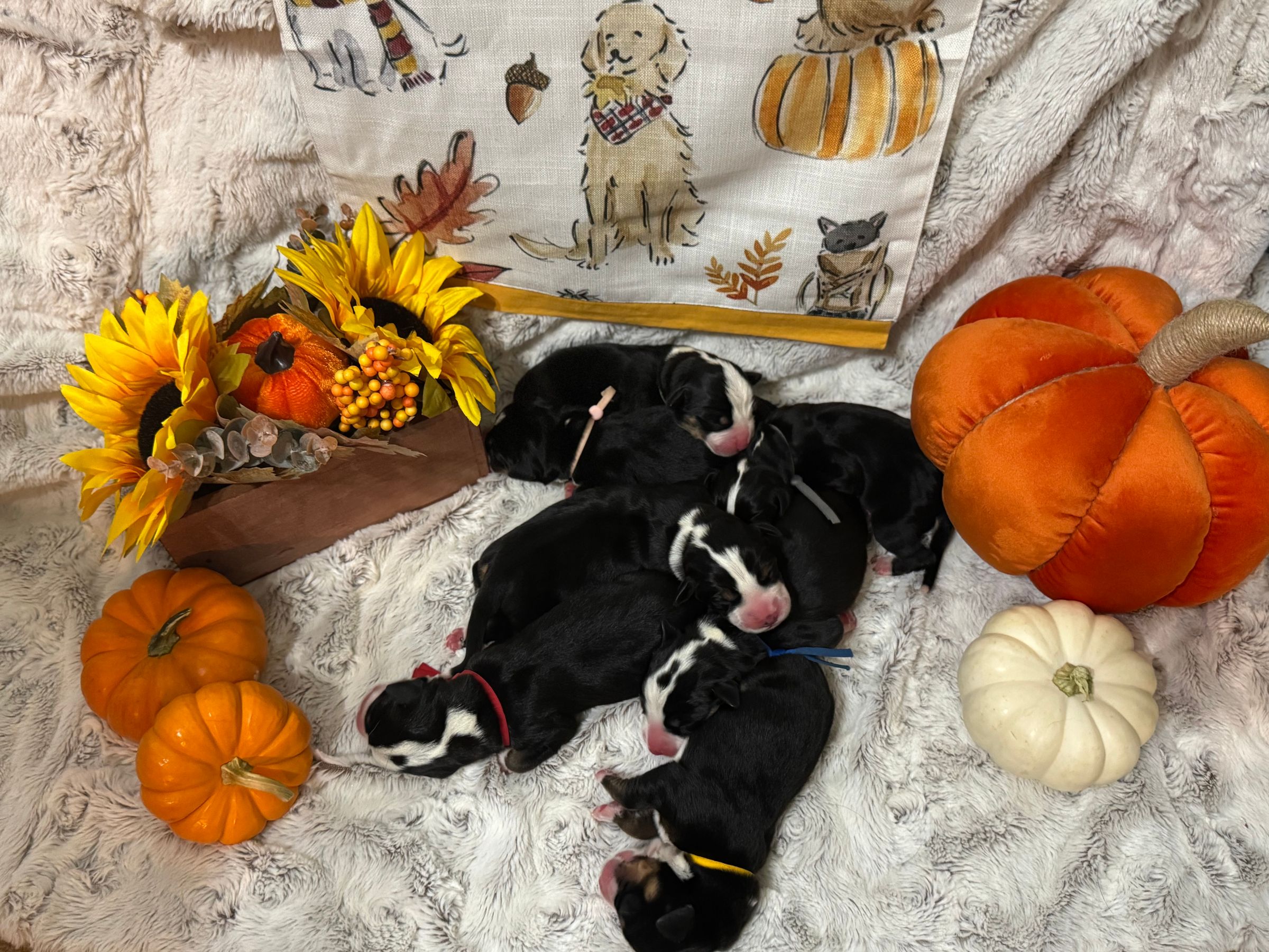 Two Paws Above's image