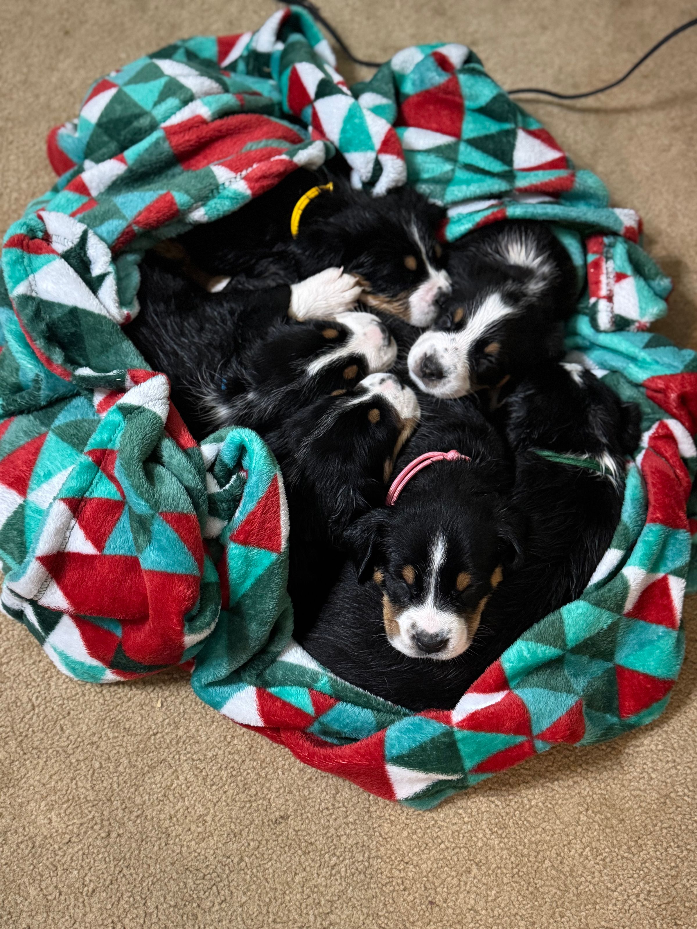 Two Paws Above's image