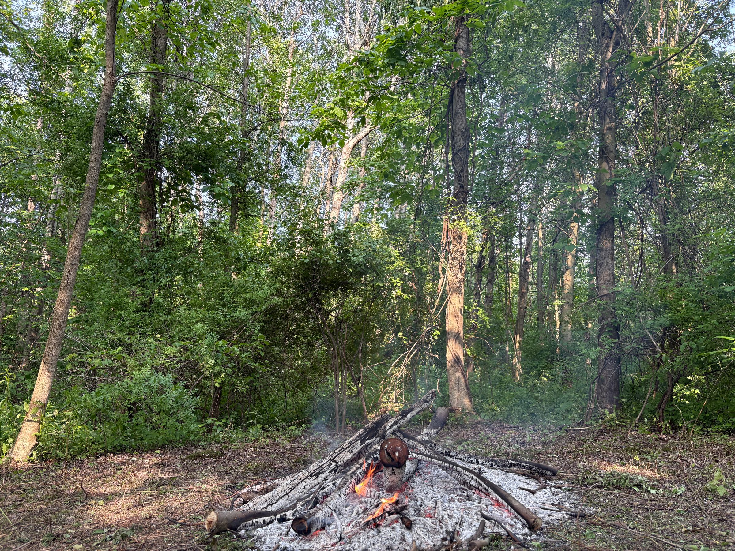 "The Wildernest" Nature Therapy of Central New York's image