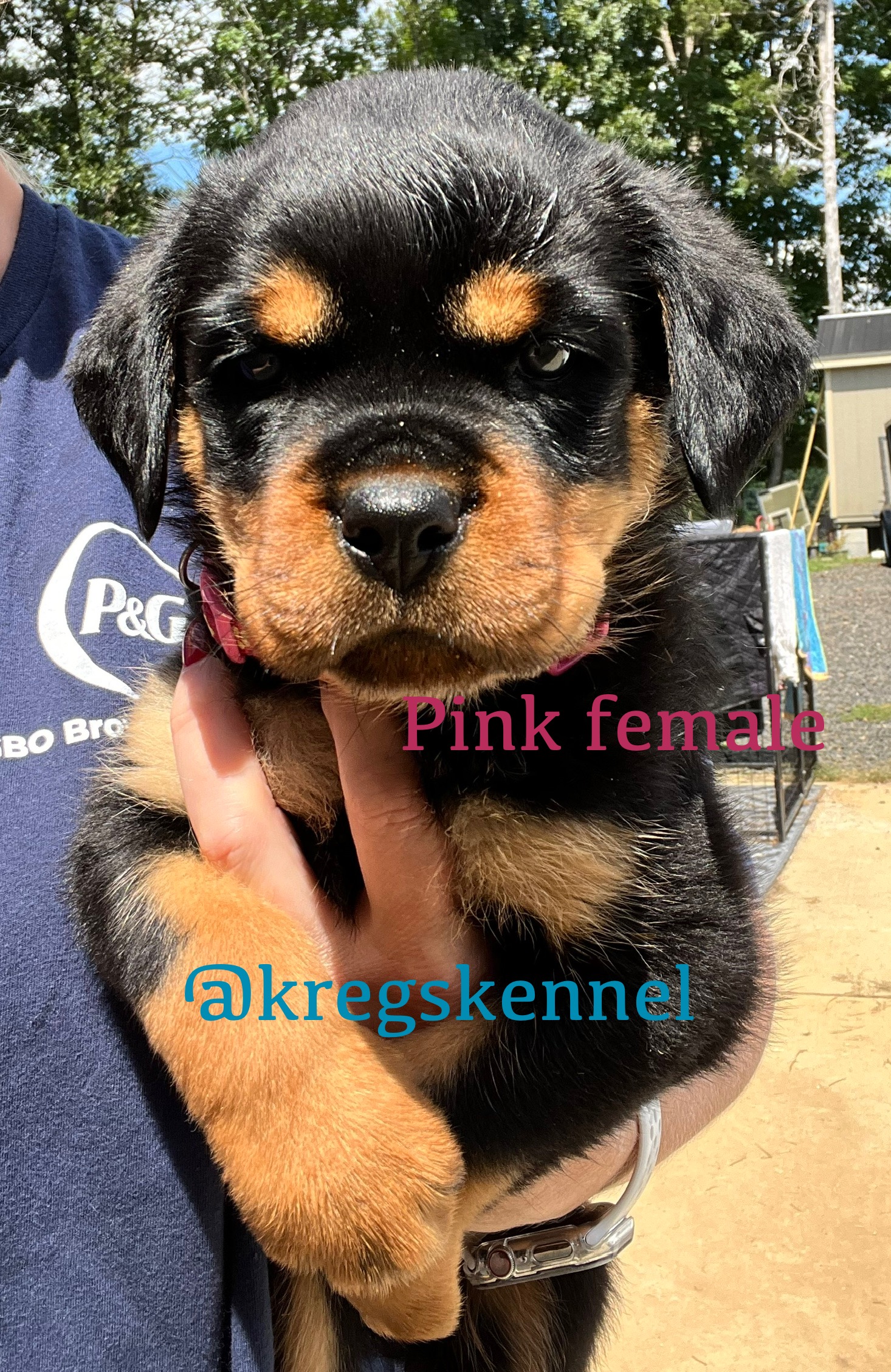 Kreg’s Kennel's image