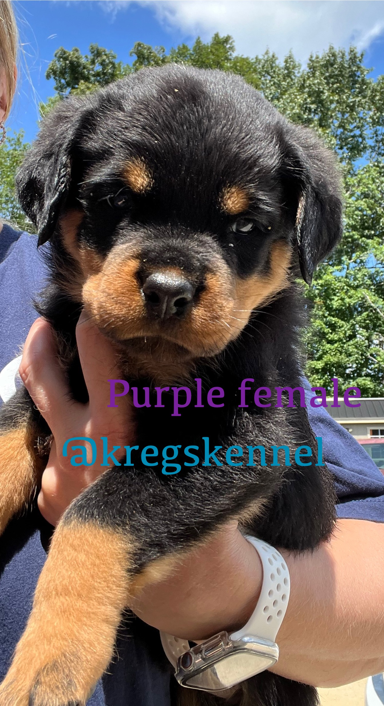 Kreg’s Kennel's image