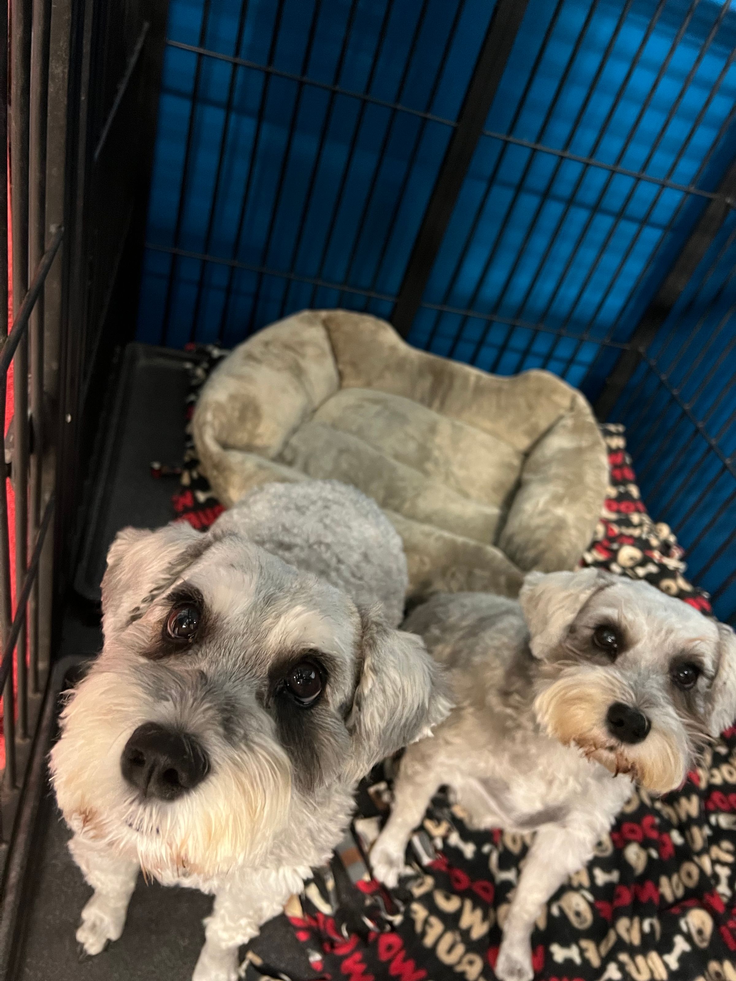  CORI’S CRITTER CREATIONS 's image