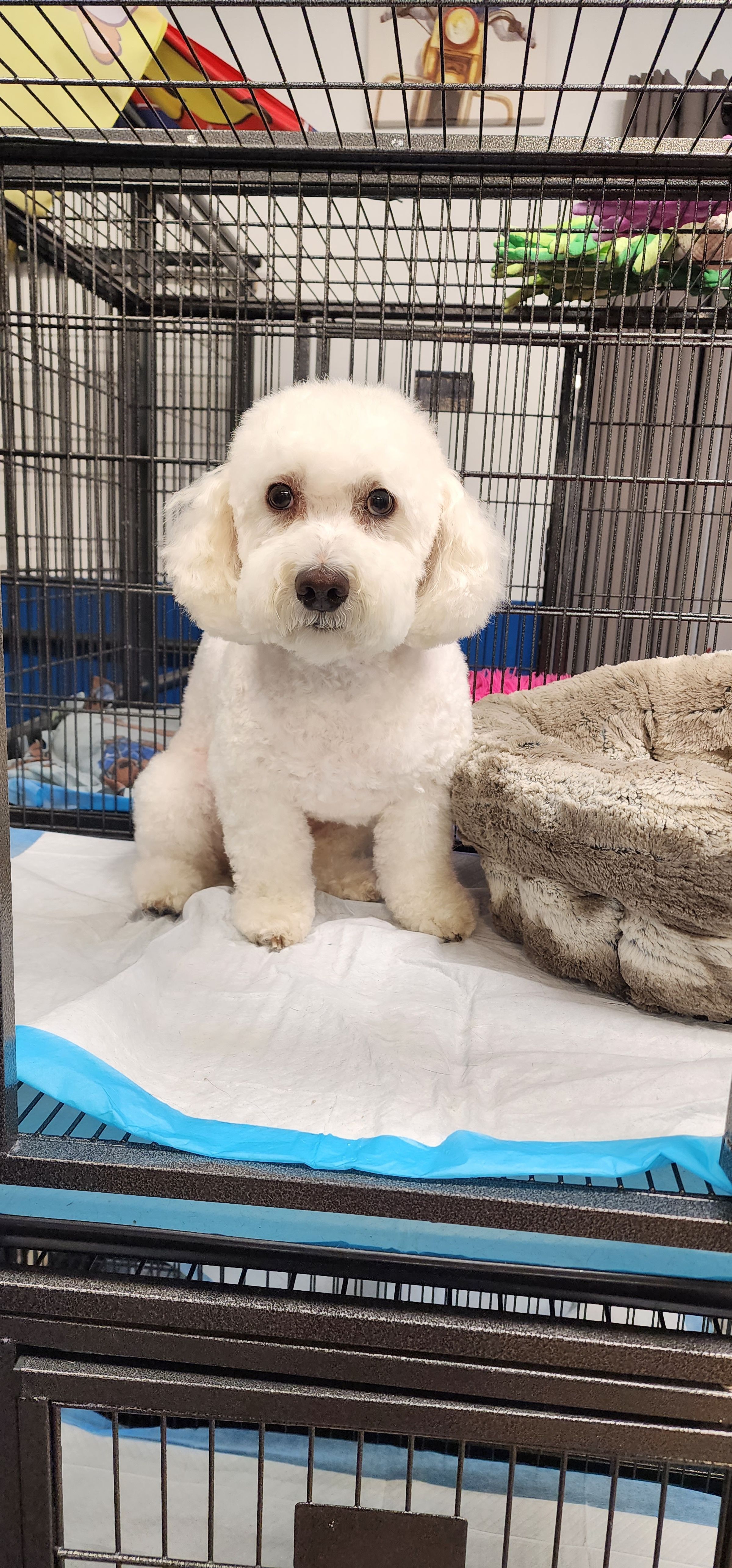  CORI’S CRITTER CREATIONS 's image