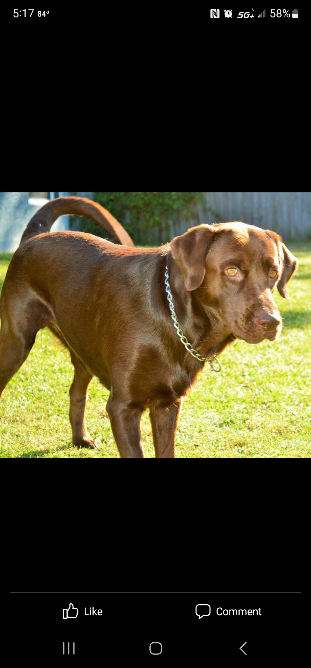  CORI’S CRITTER CREATIONS 's image