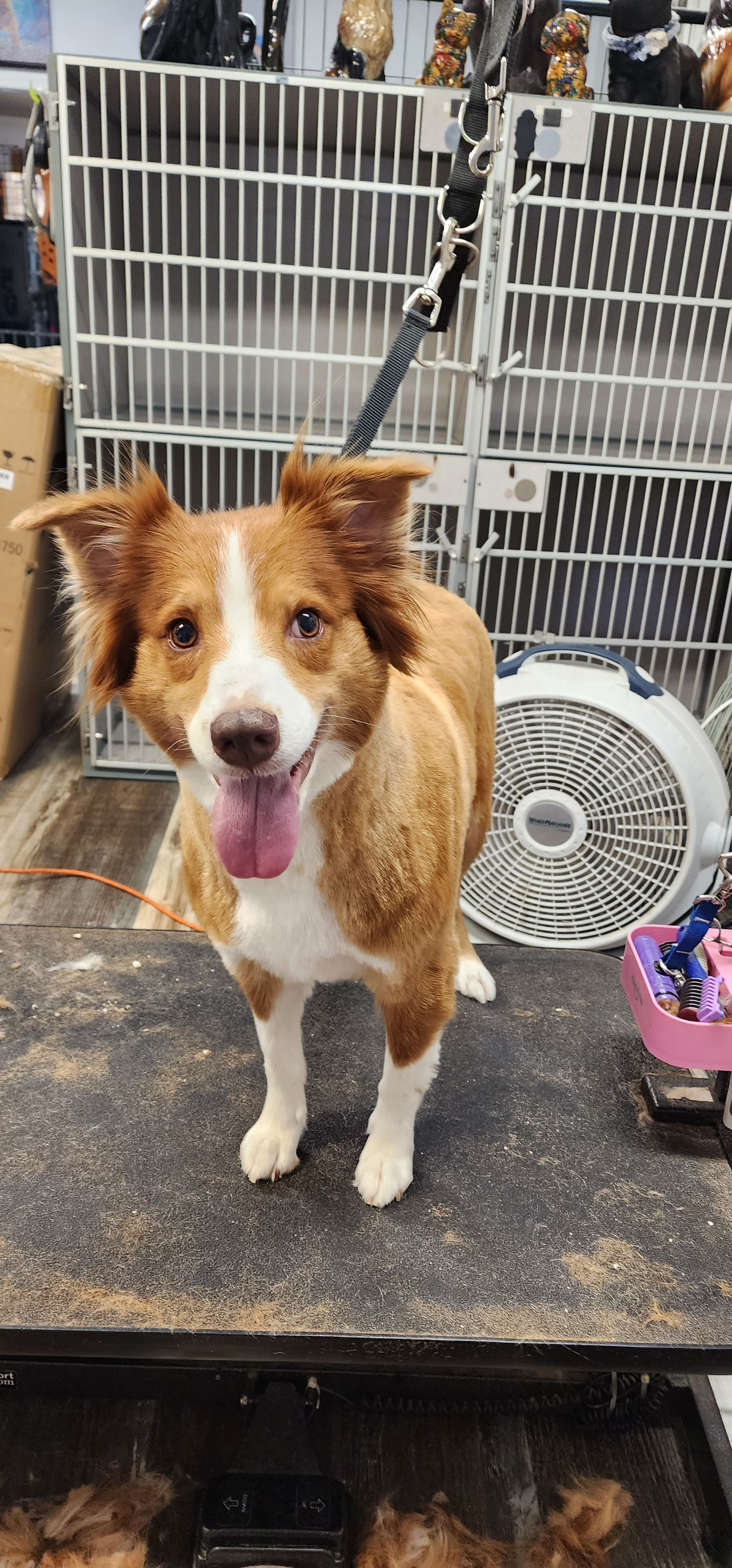  CORI’S CRITTER CREATIONS 's image