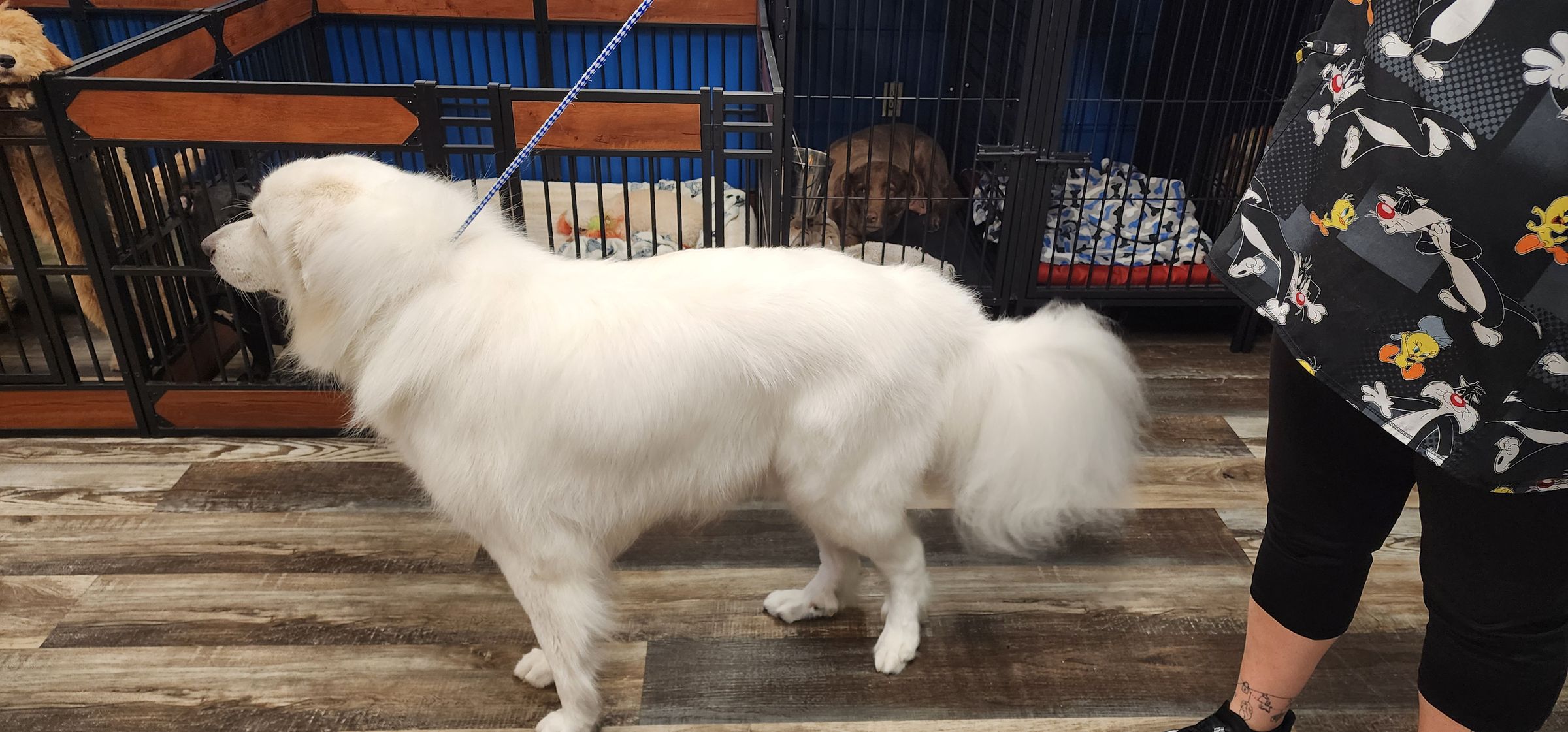  CORI’S CRITTER CREATIONS 's image