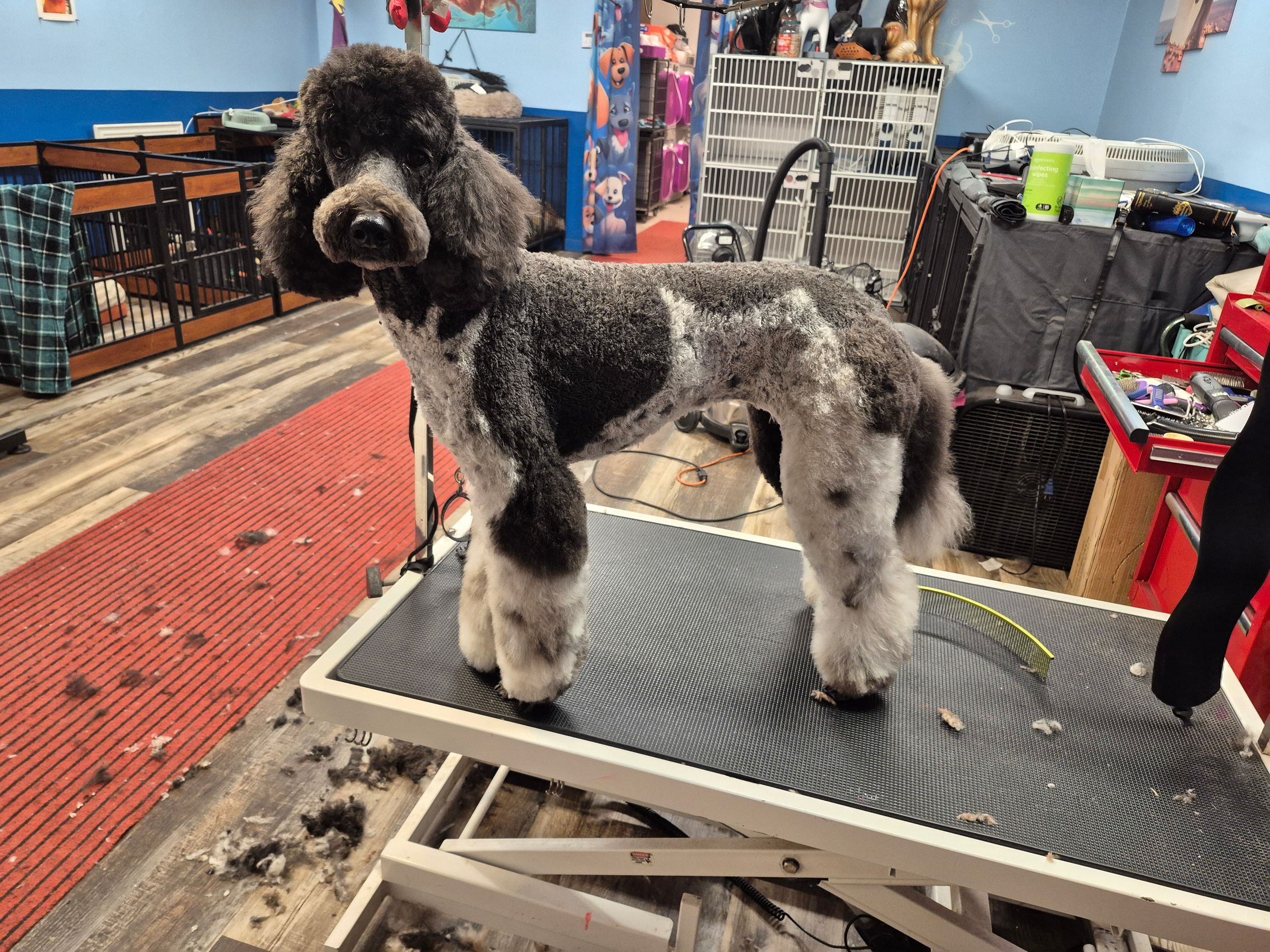  CORI’S CRITTER CREATIONS 's image