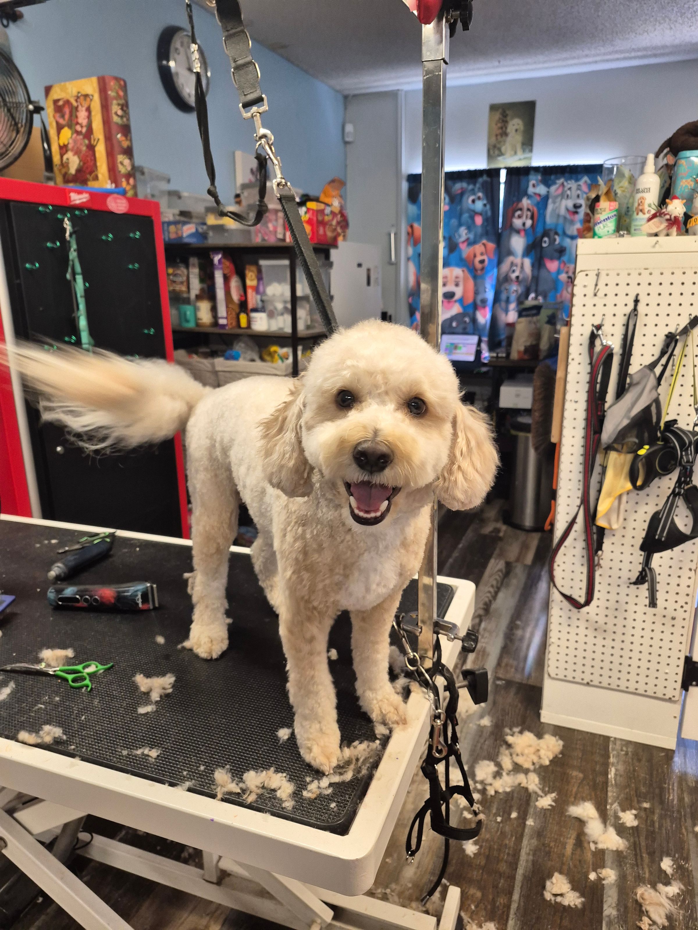  CORI’S CRITTER CREATIONS 's image