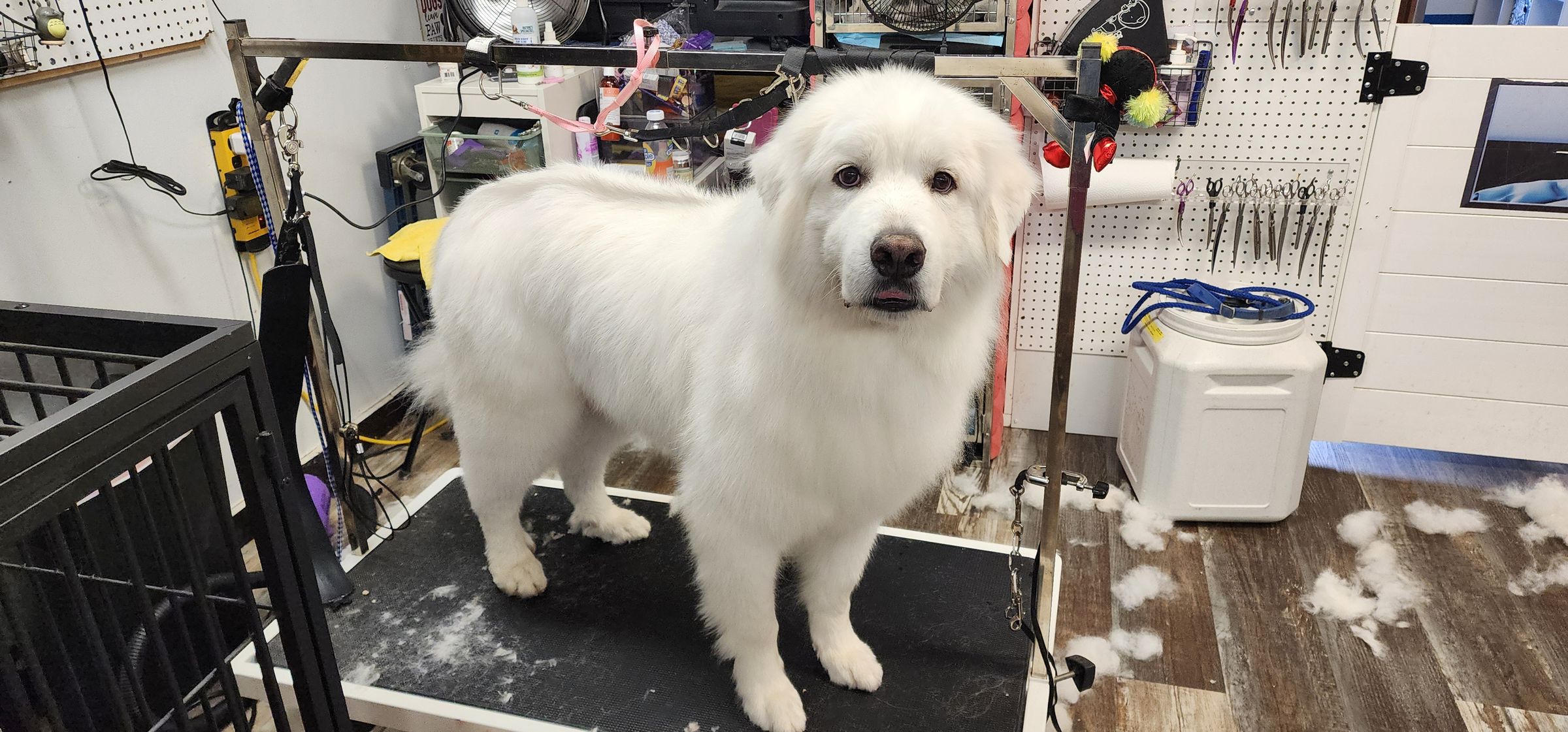  CORI’S CRITTER CREATIONS 's image