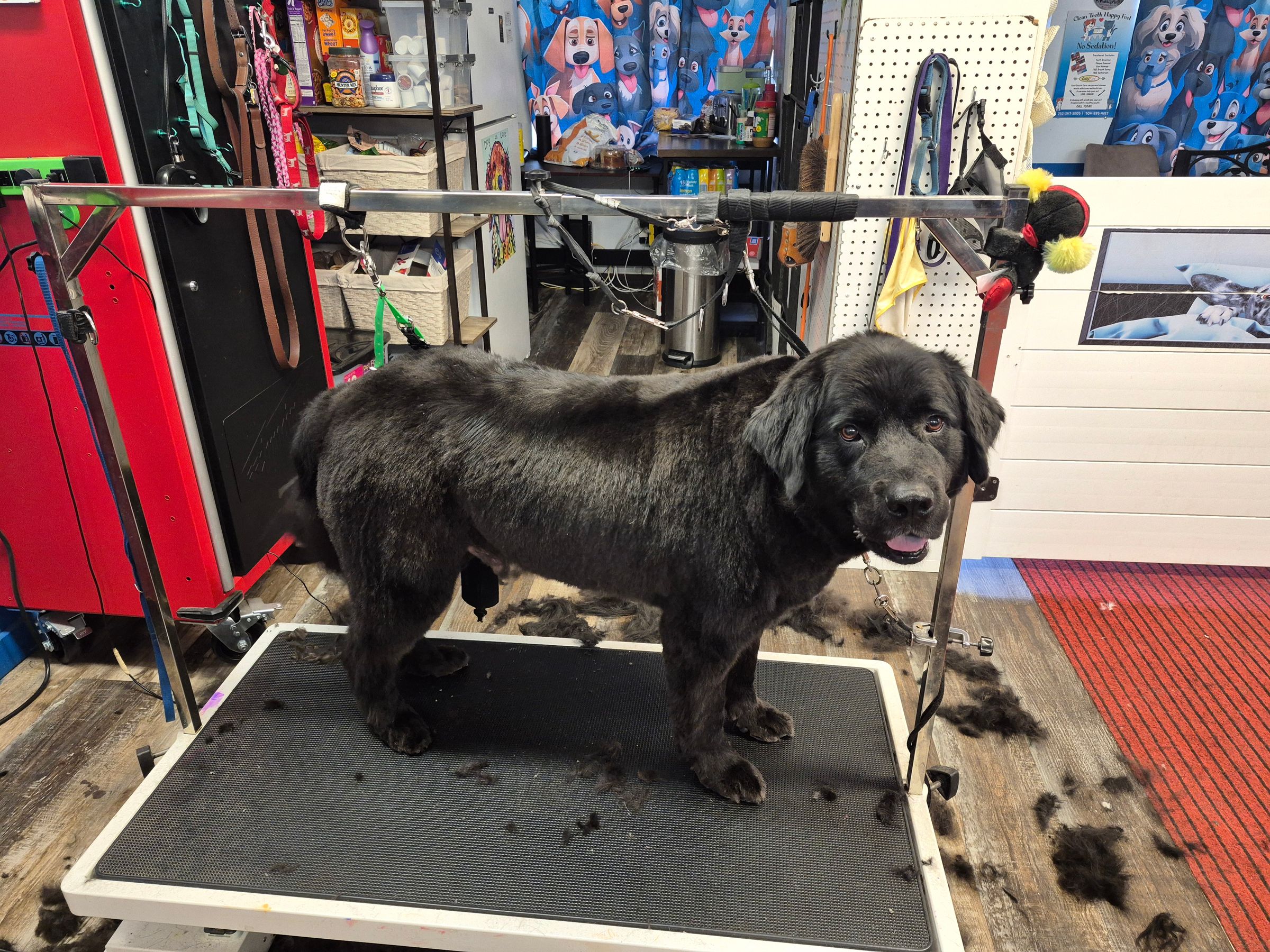  CORI’S CRITTER CREATIONS 's image