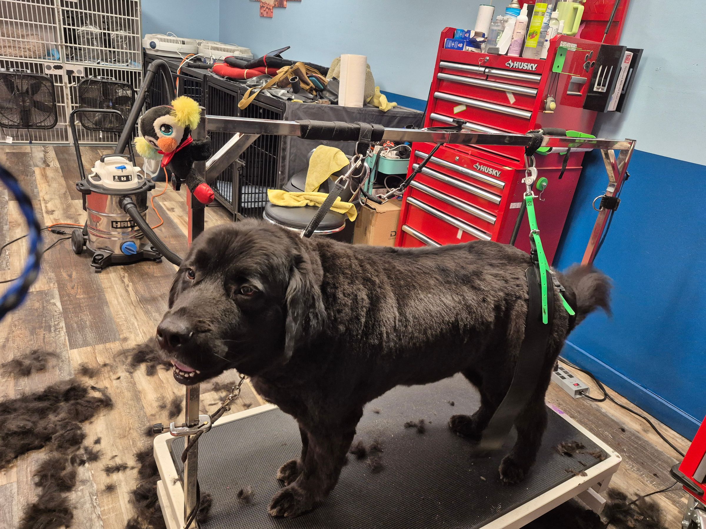  CORI’S CRITTER CREATIONS 's image