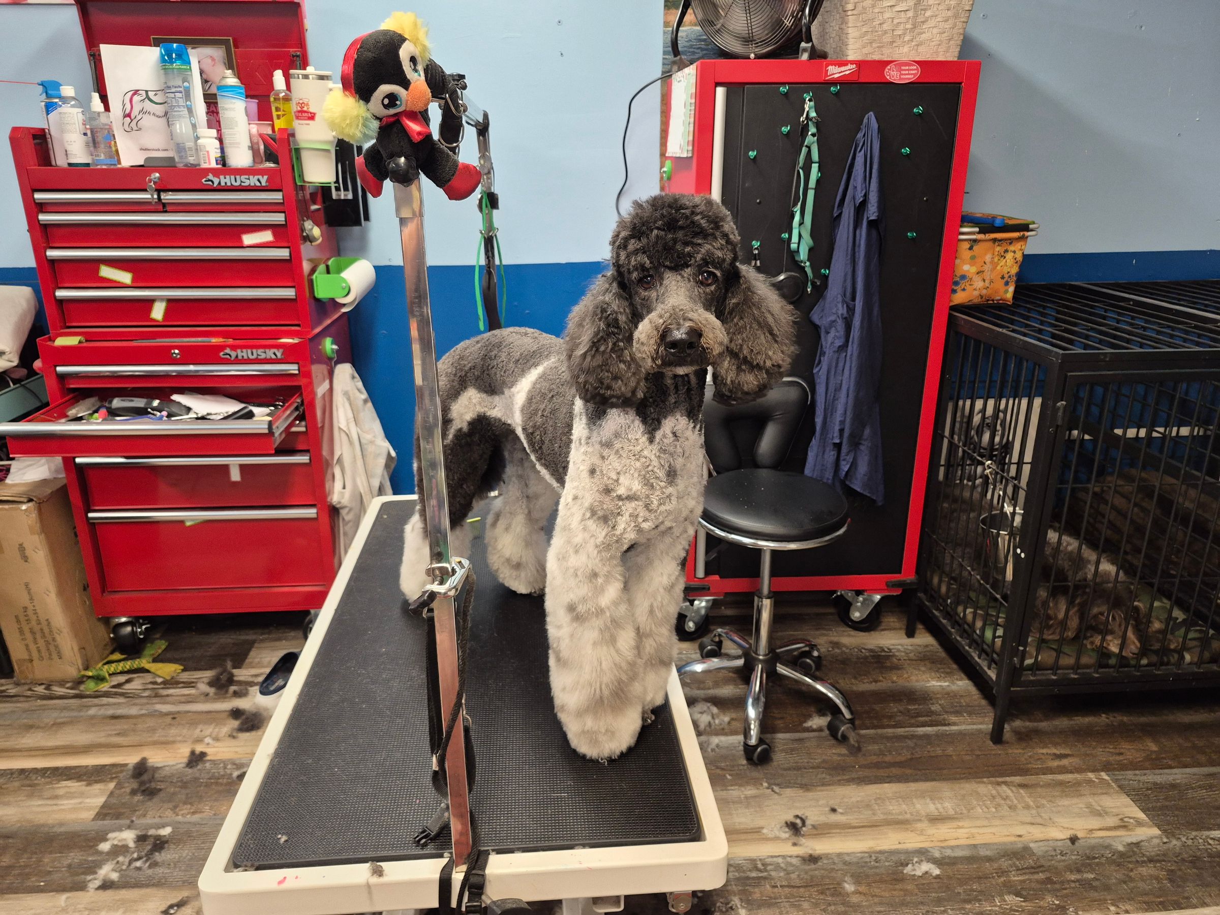  CORI’S CRITTER CREATIONS 's image