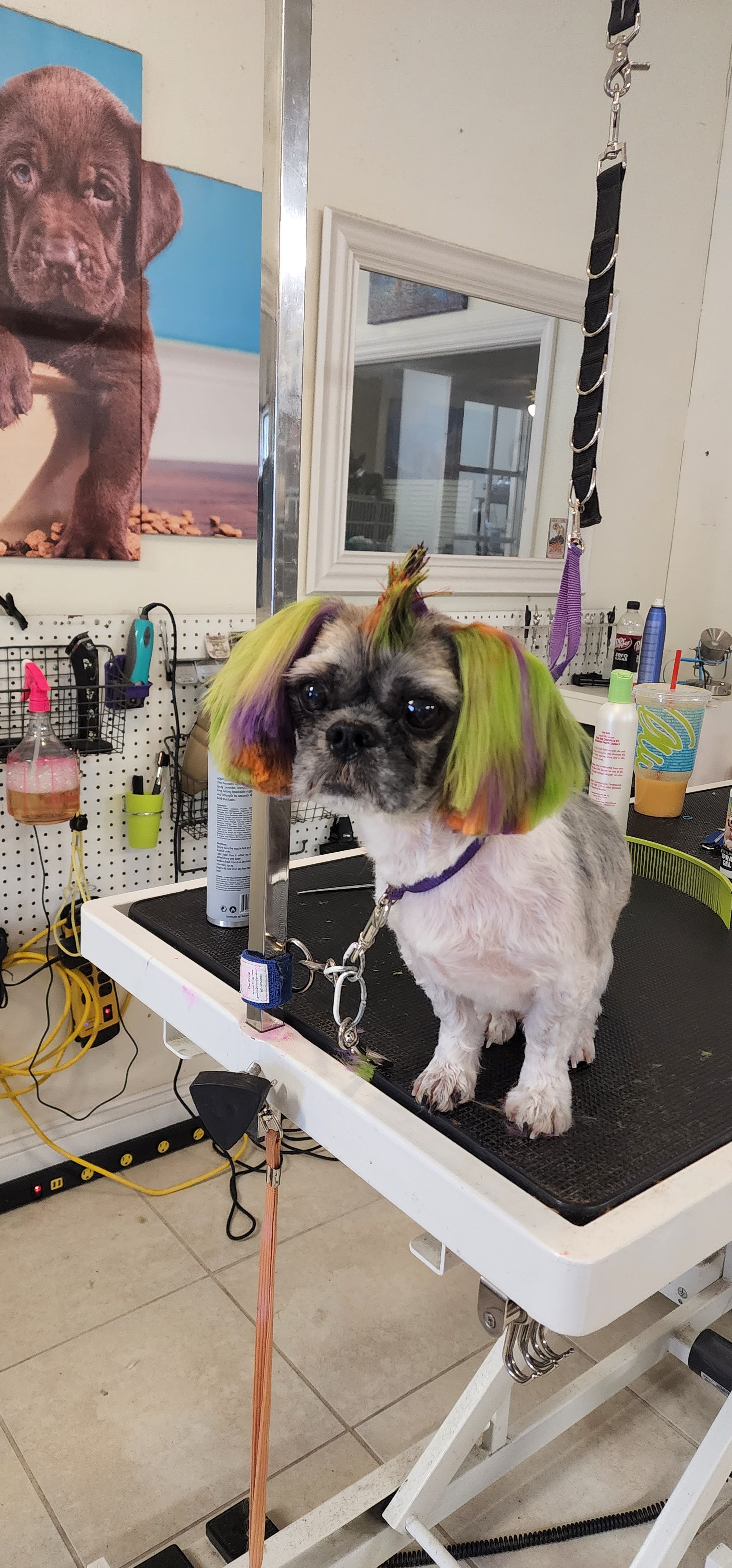  CORI’S CRITTER CREATIONS 's image