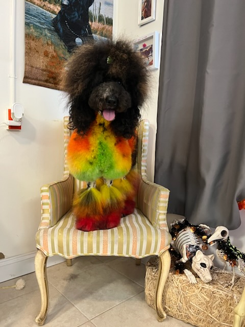  CORI’S CRITTER CREATIONS 's image