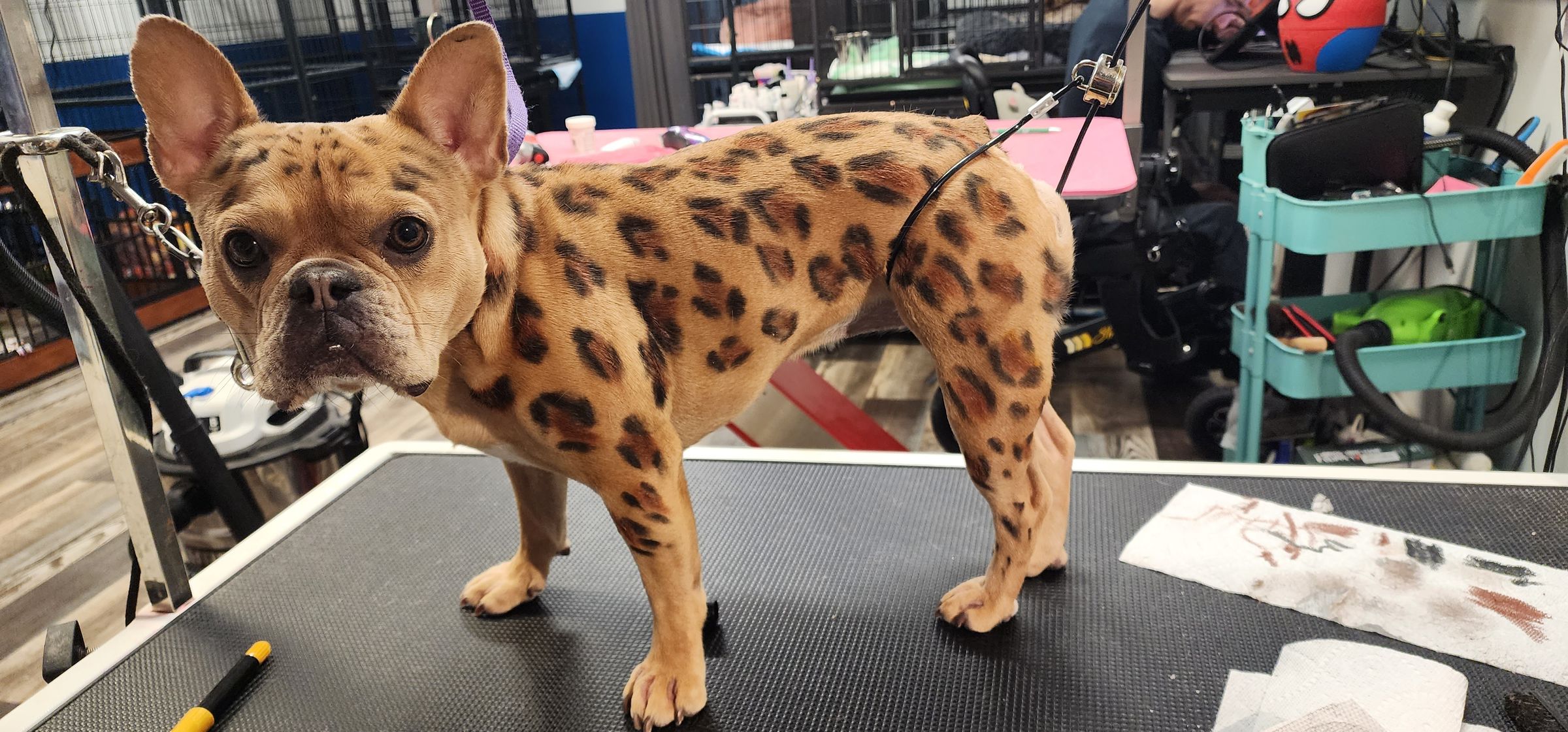  CORI’S CRITTER CREATIONS 's image