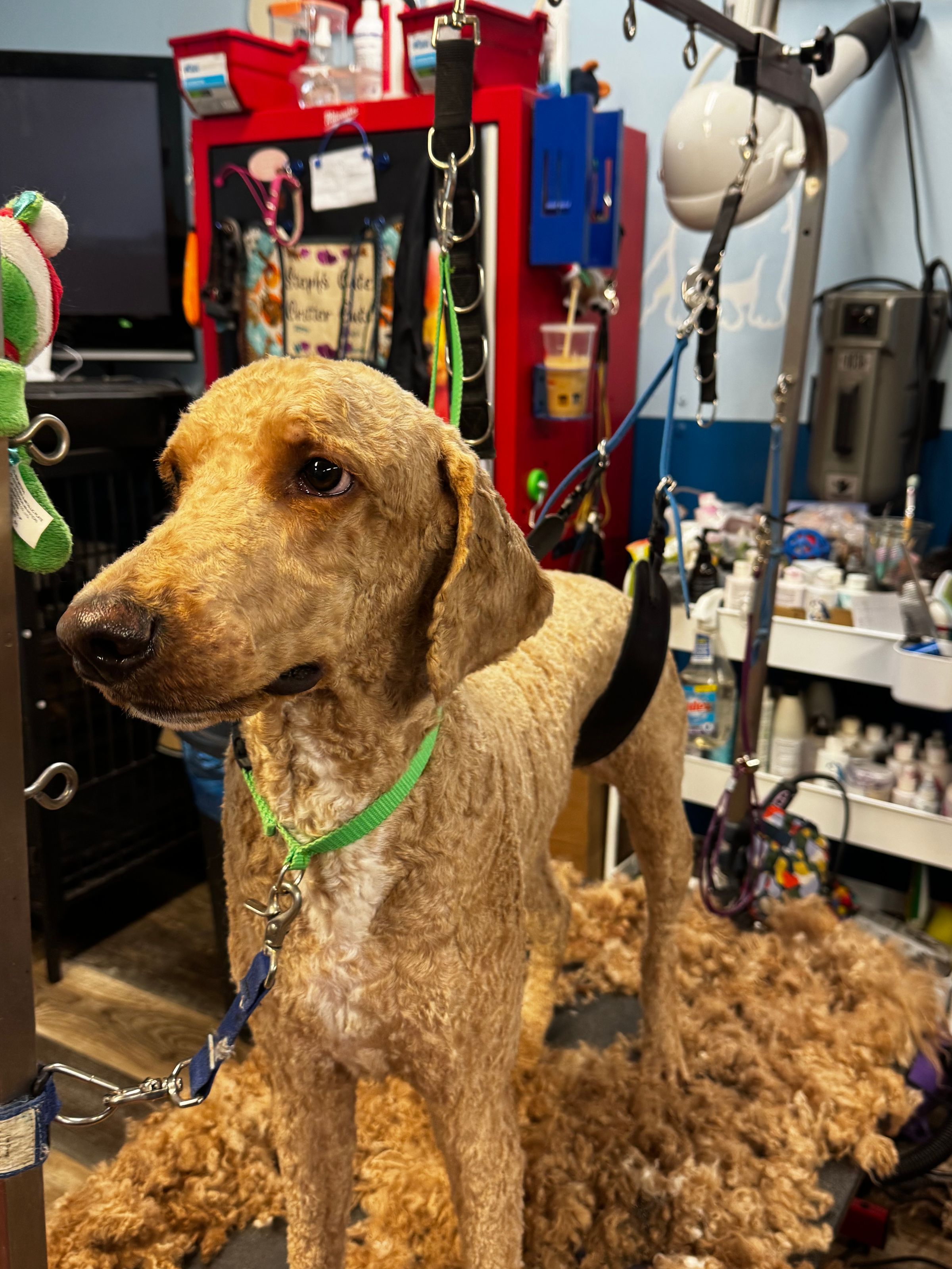  CORI’S CRITTER CREATIONS 's image