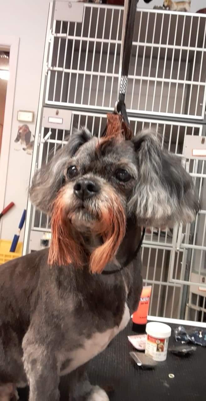  CORI’S CRITTER CREATIONS 's image