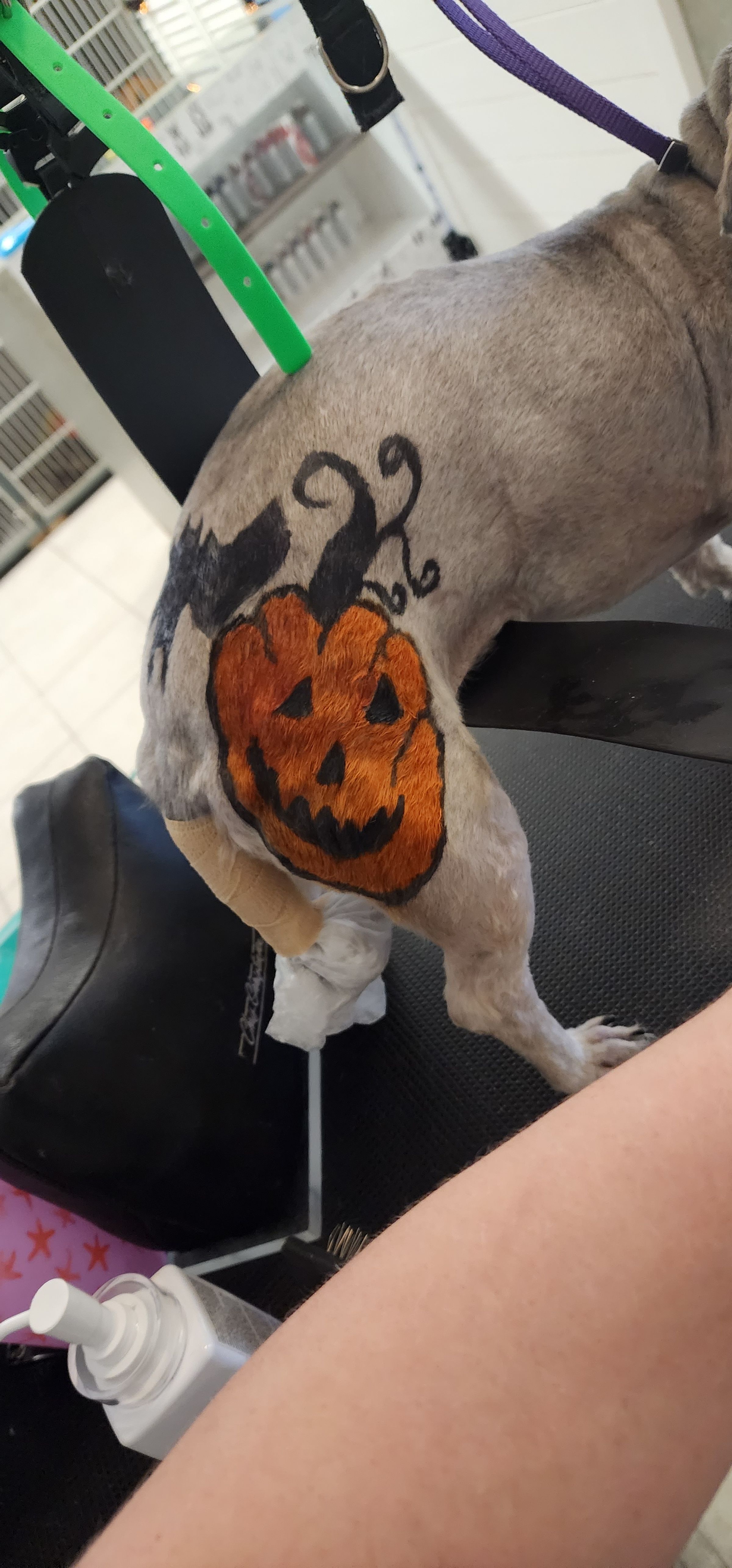  CORI’S CRITTER CREATIONS 's image