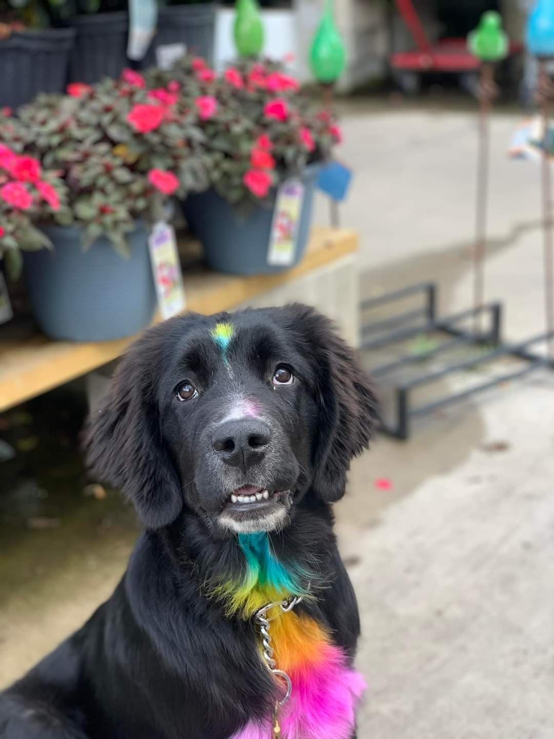  CORI’S CRITTER CREATIONS 's image