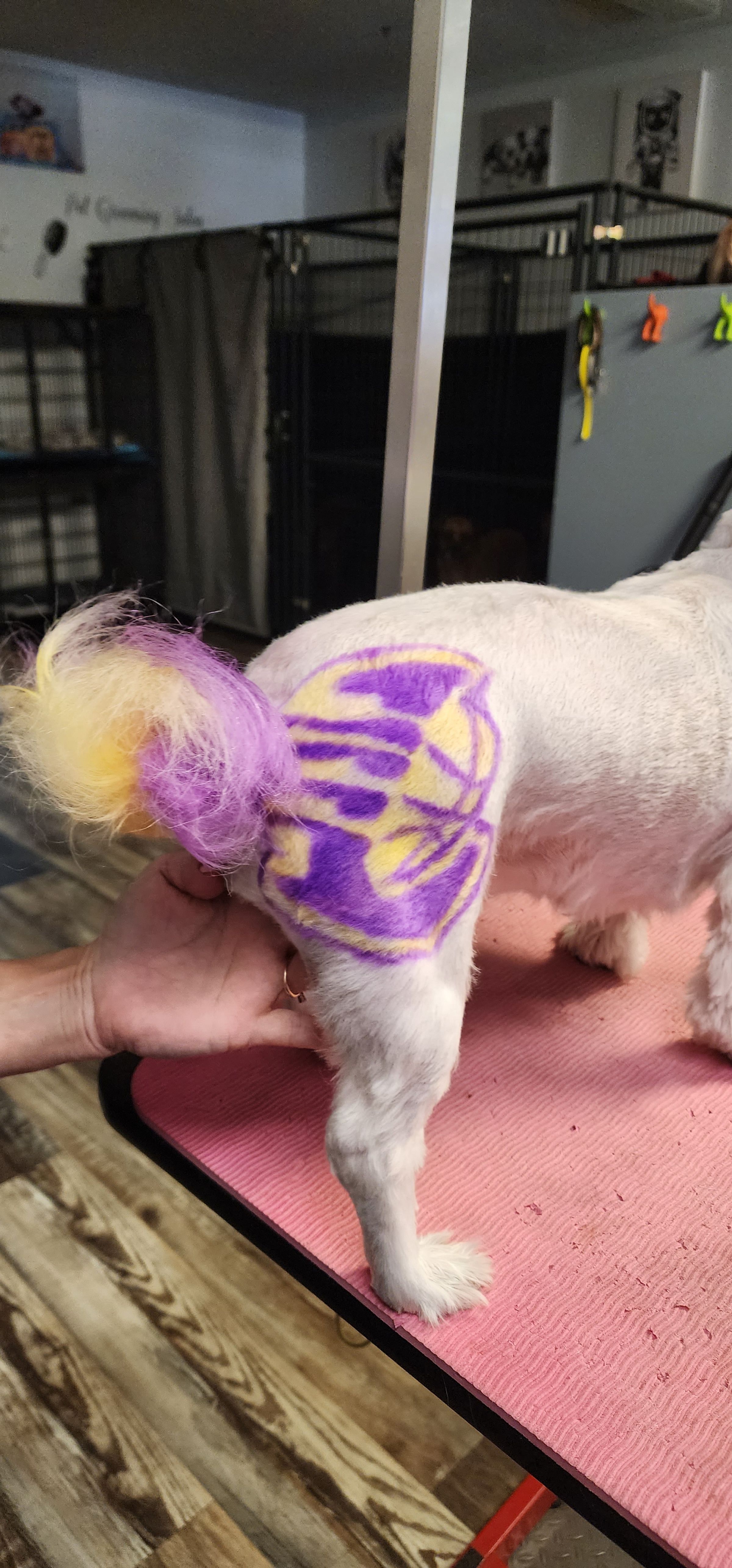  CORI’S CRITTER CREATIONS 's image