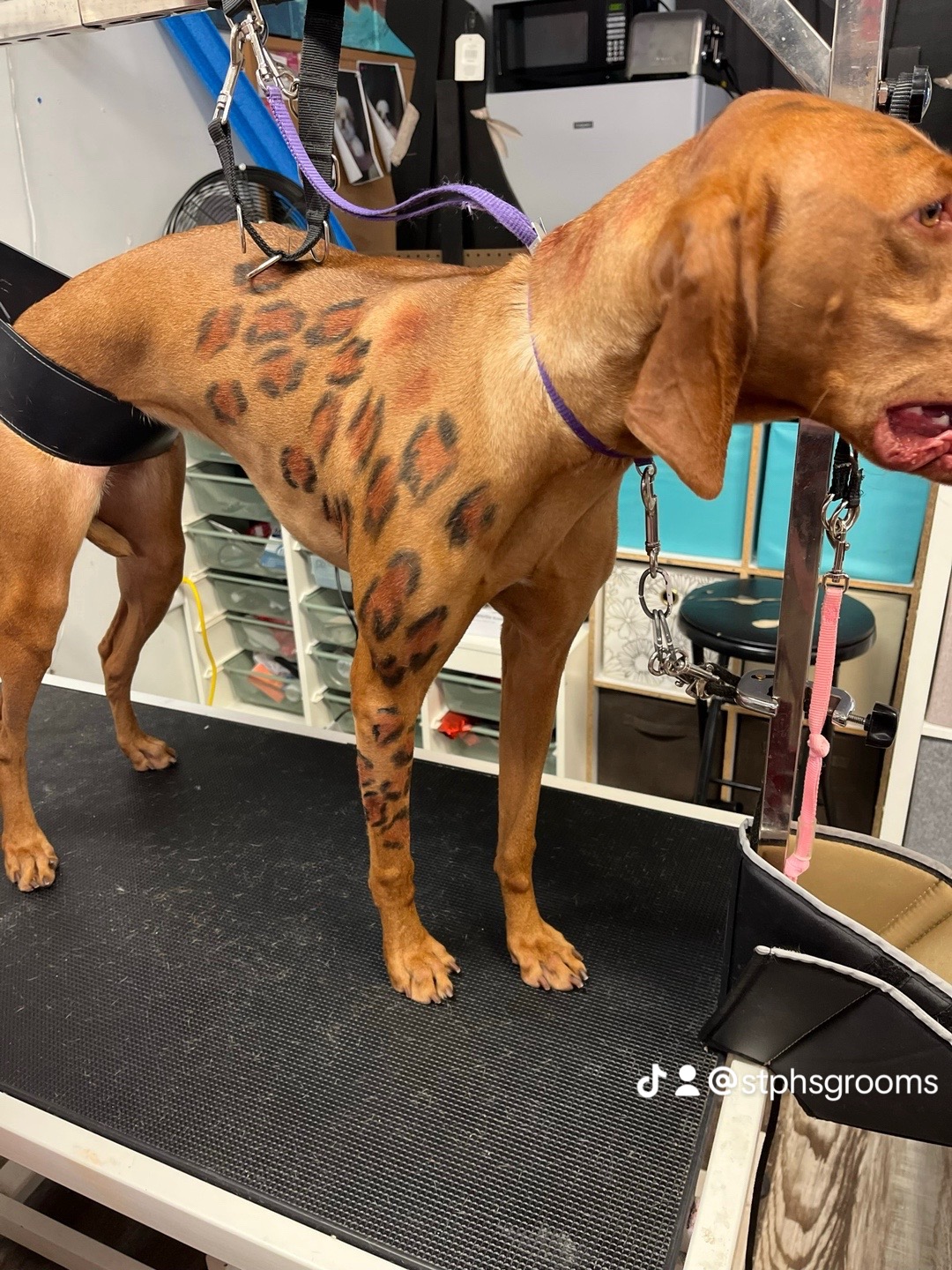  CORI’S CRITTER CREATIONS 's image