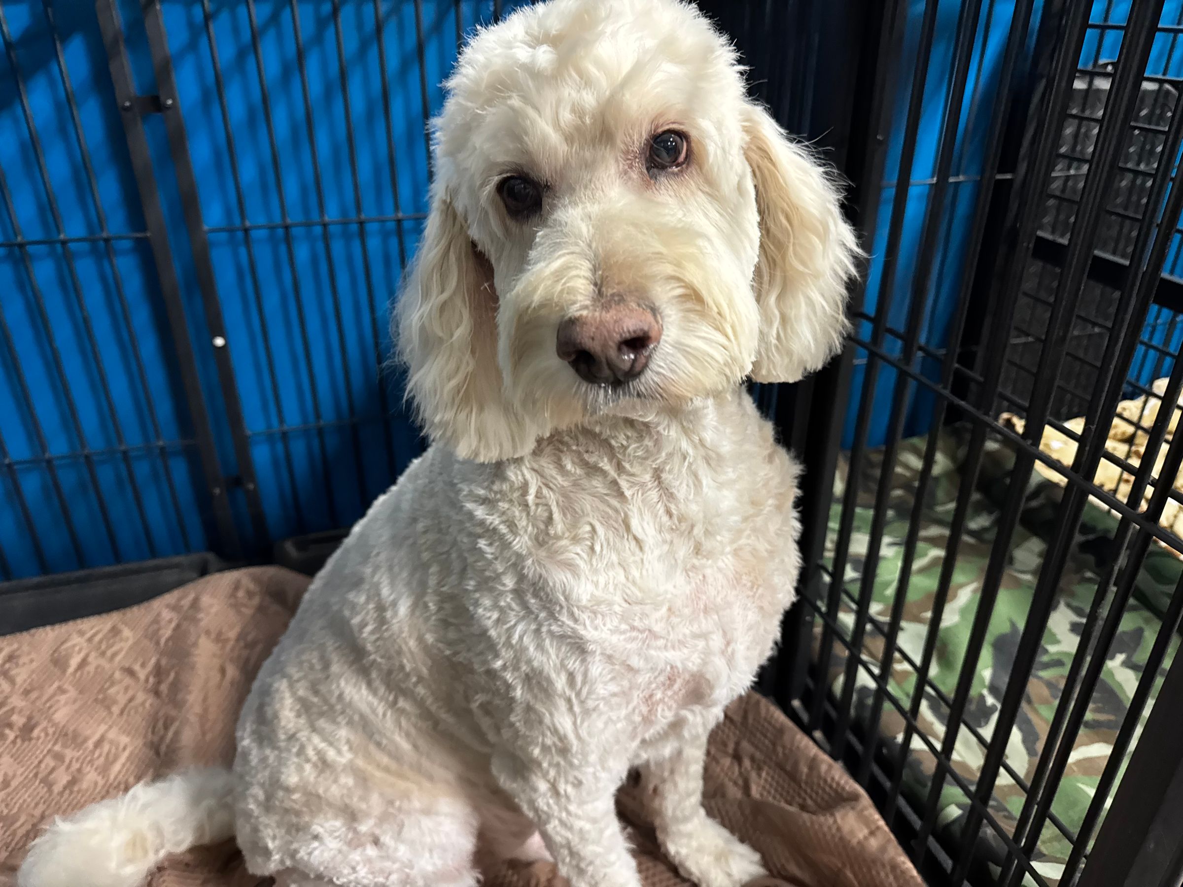  CORI’S CRITTER CREATIONS 's image