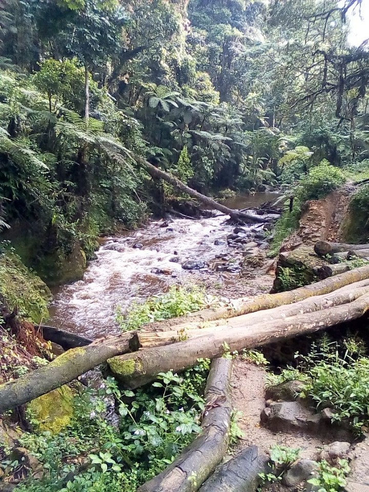 Reserve d'Itombwe à Mwenga