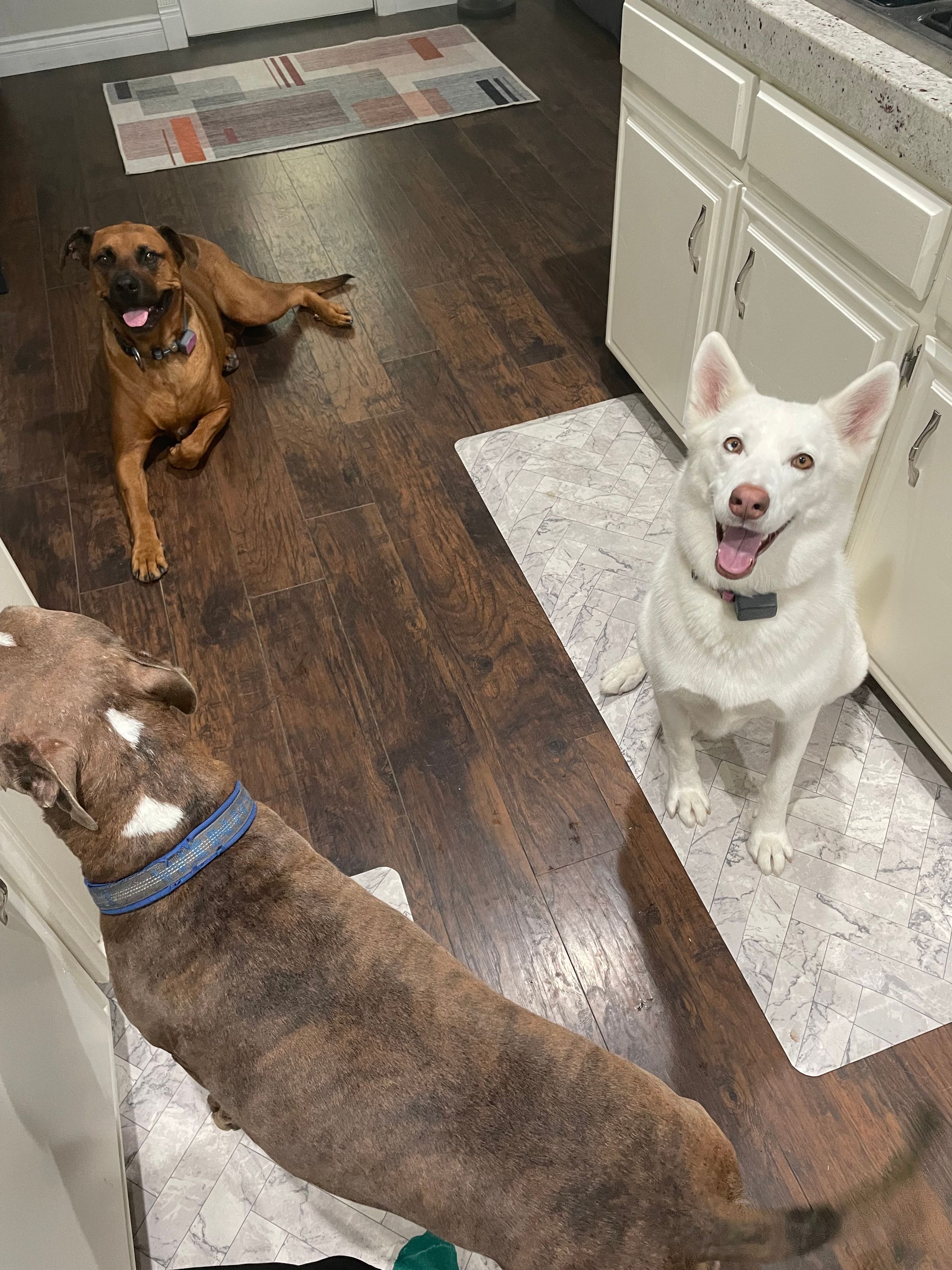 A Dog’s Best Pal's image