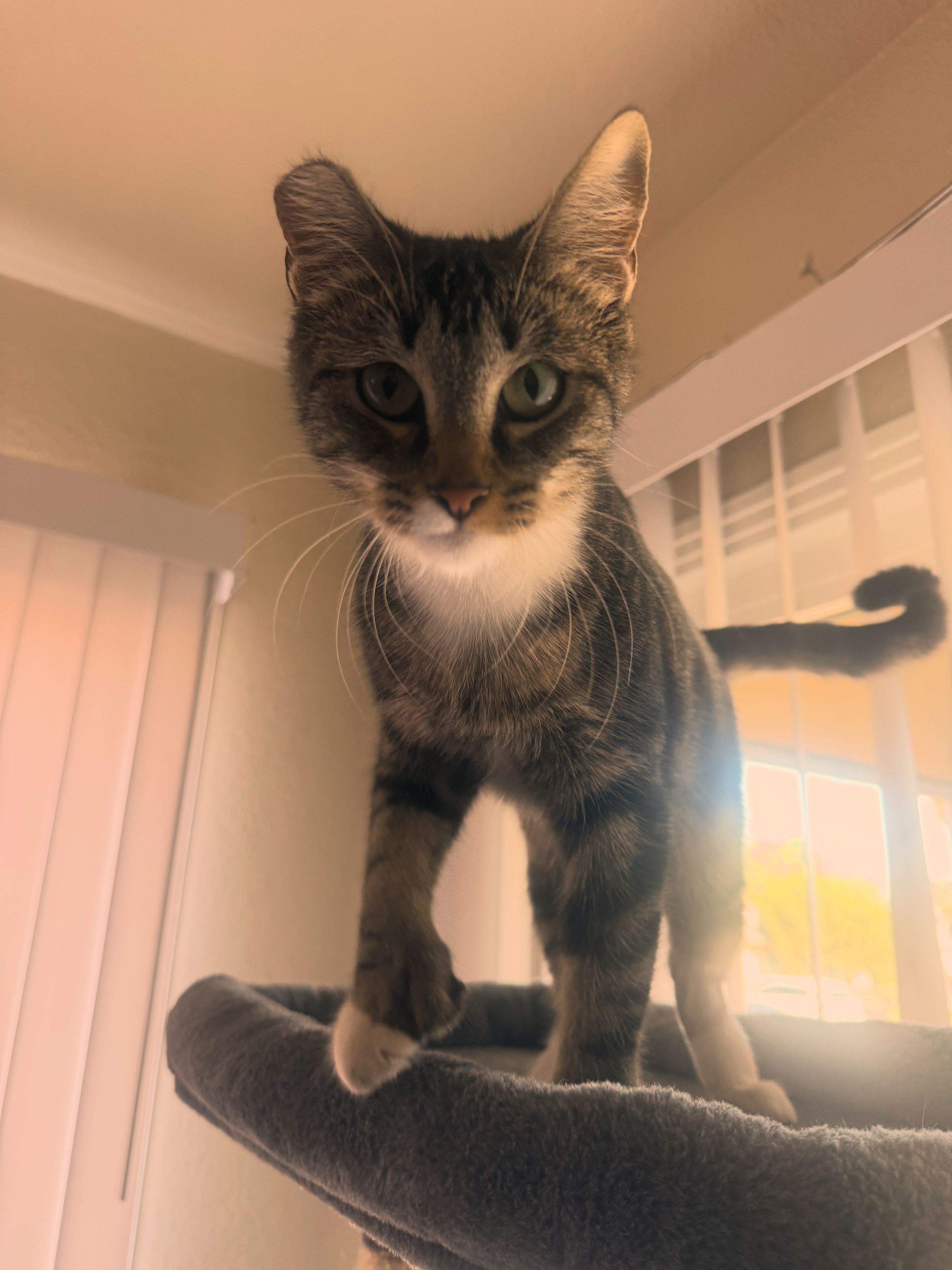 A Dog’s Best Pal's image