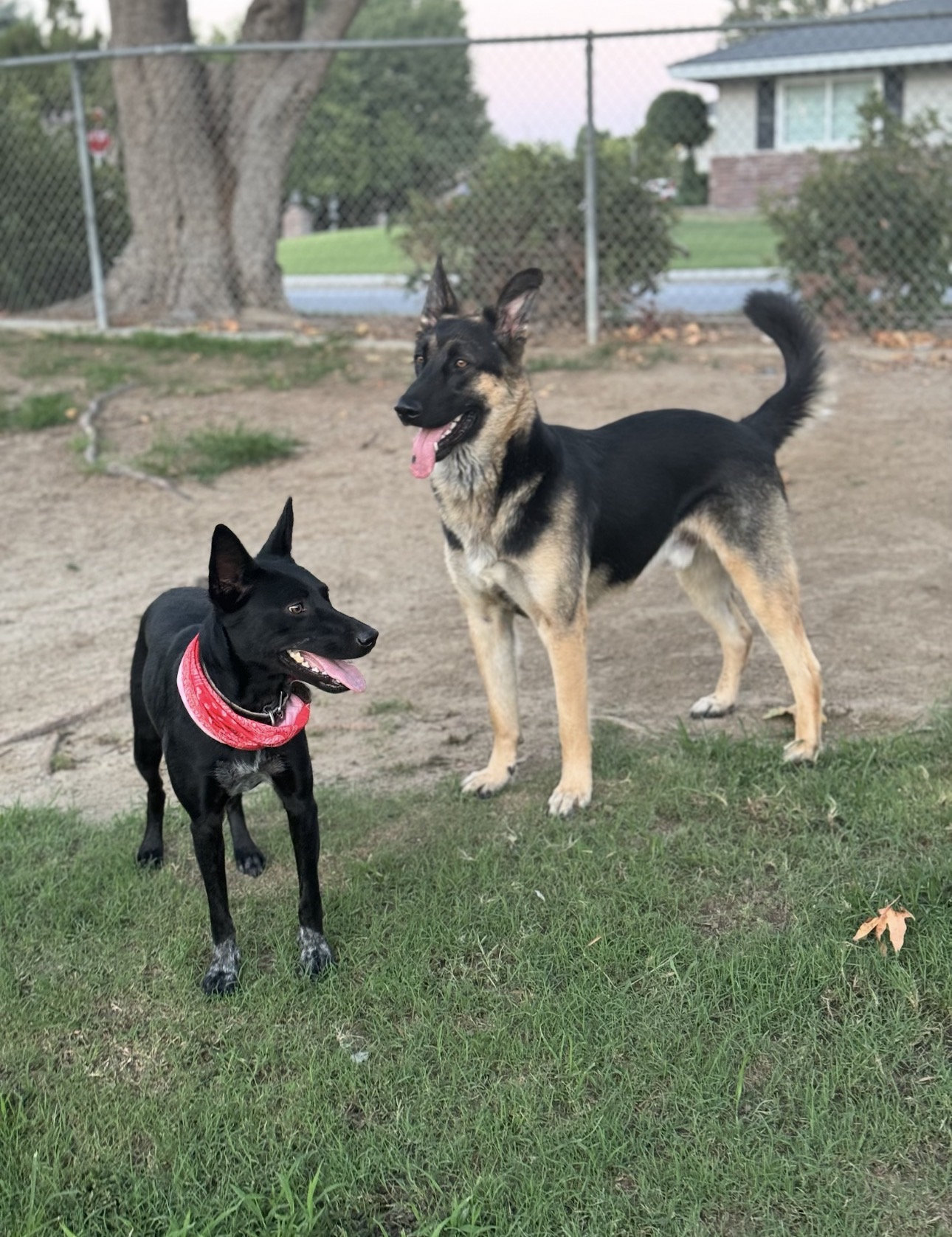 A Dog’s Best Pal's image