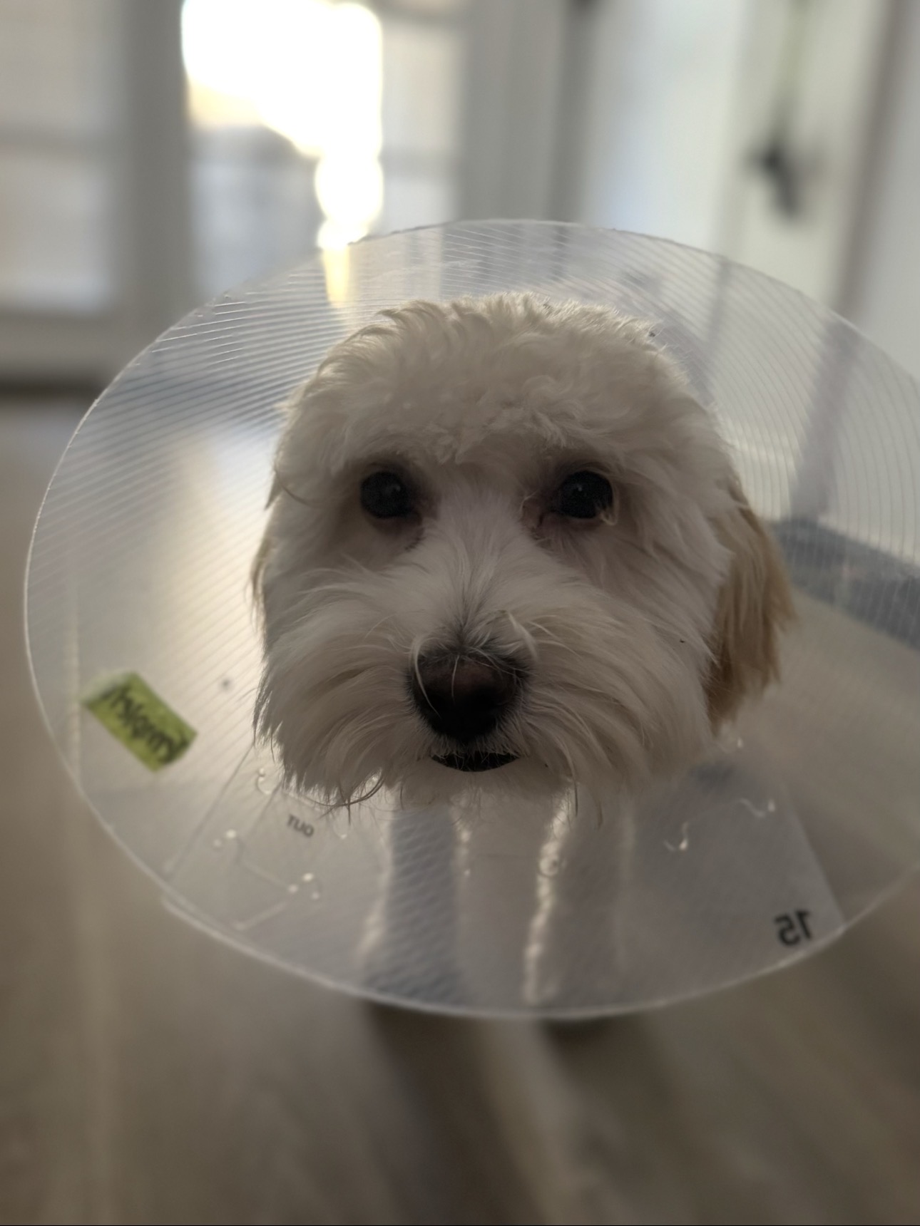 A Dog’s Best Pal's image