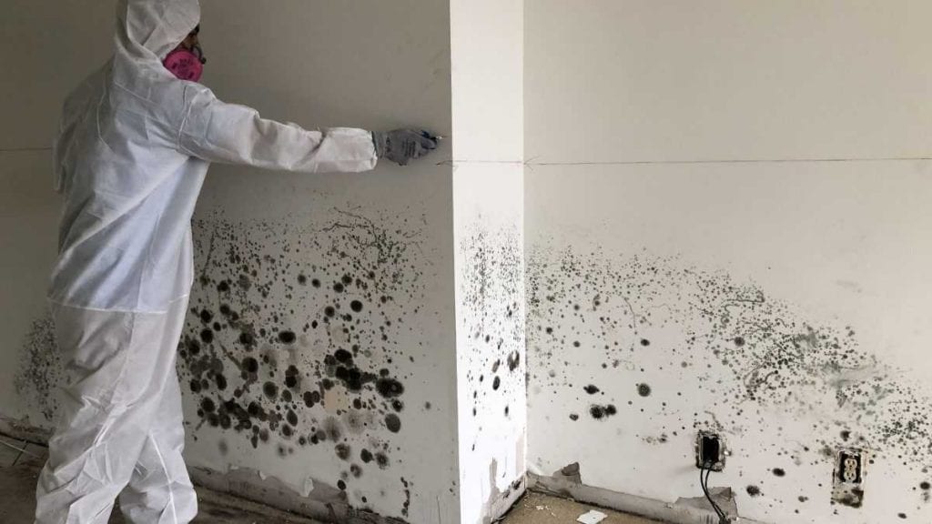 Mold Removal