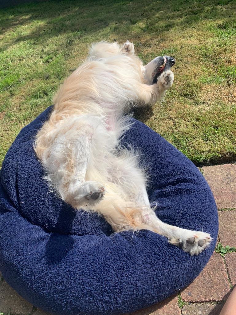 Sophie's Walkies's image