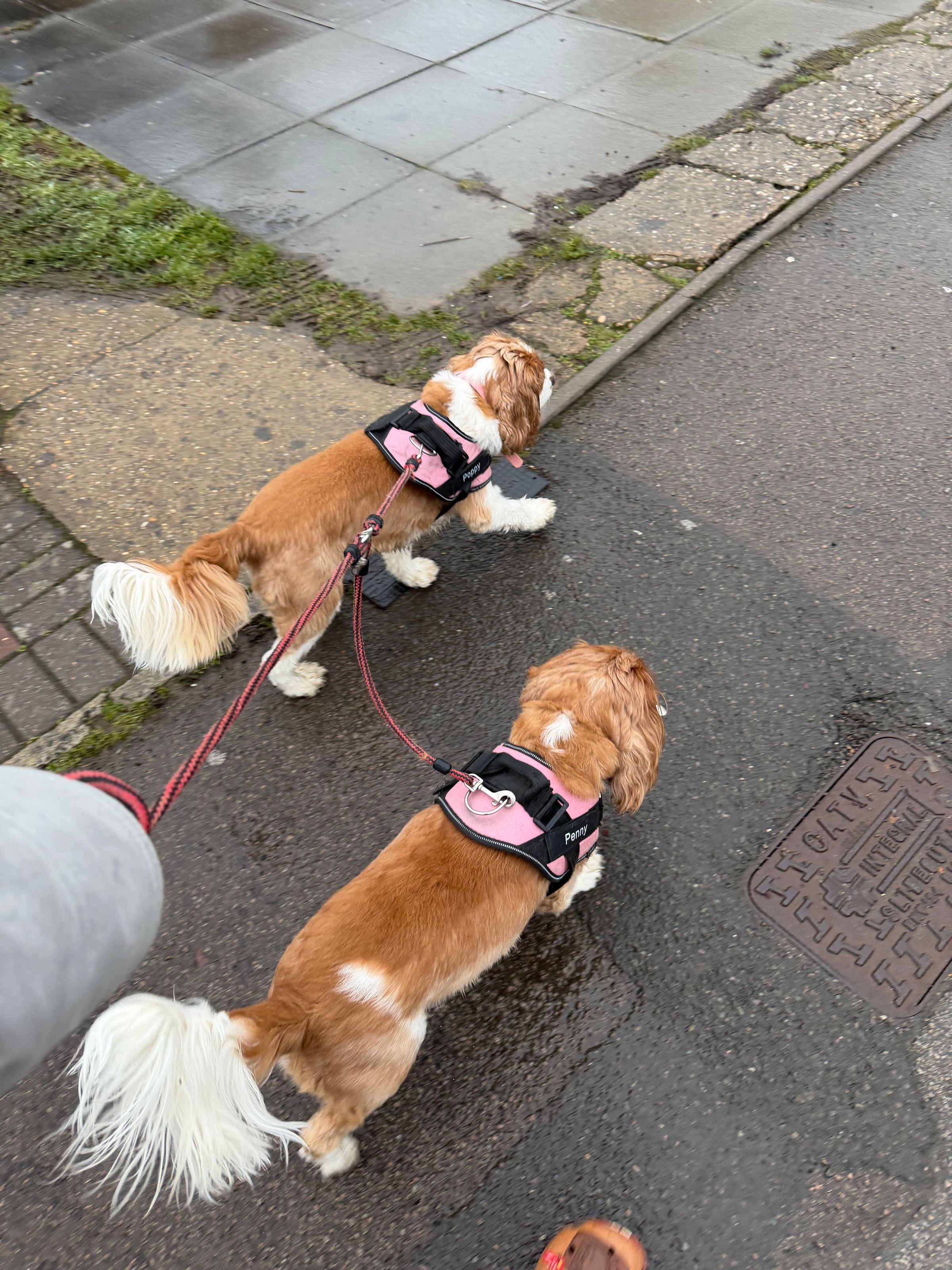 Sophie's Walkies's image
