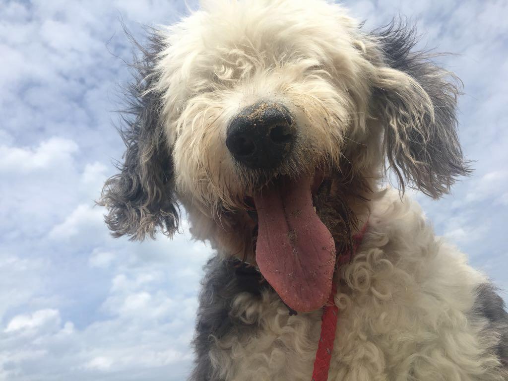 Sophie's Walkies's image