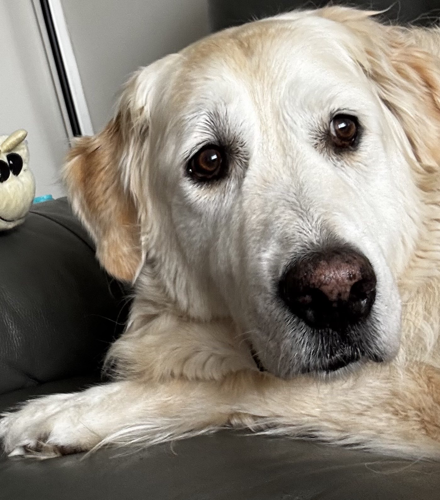 Sophie's Walkies's image