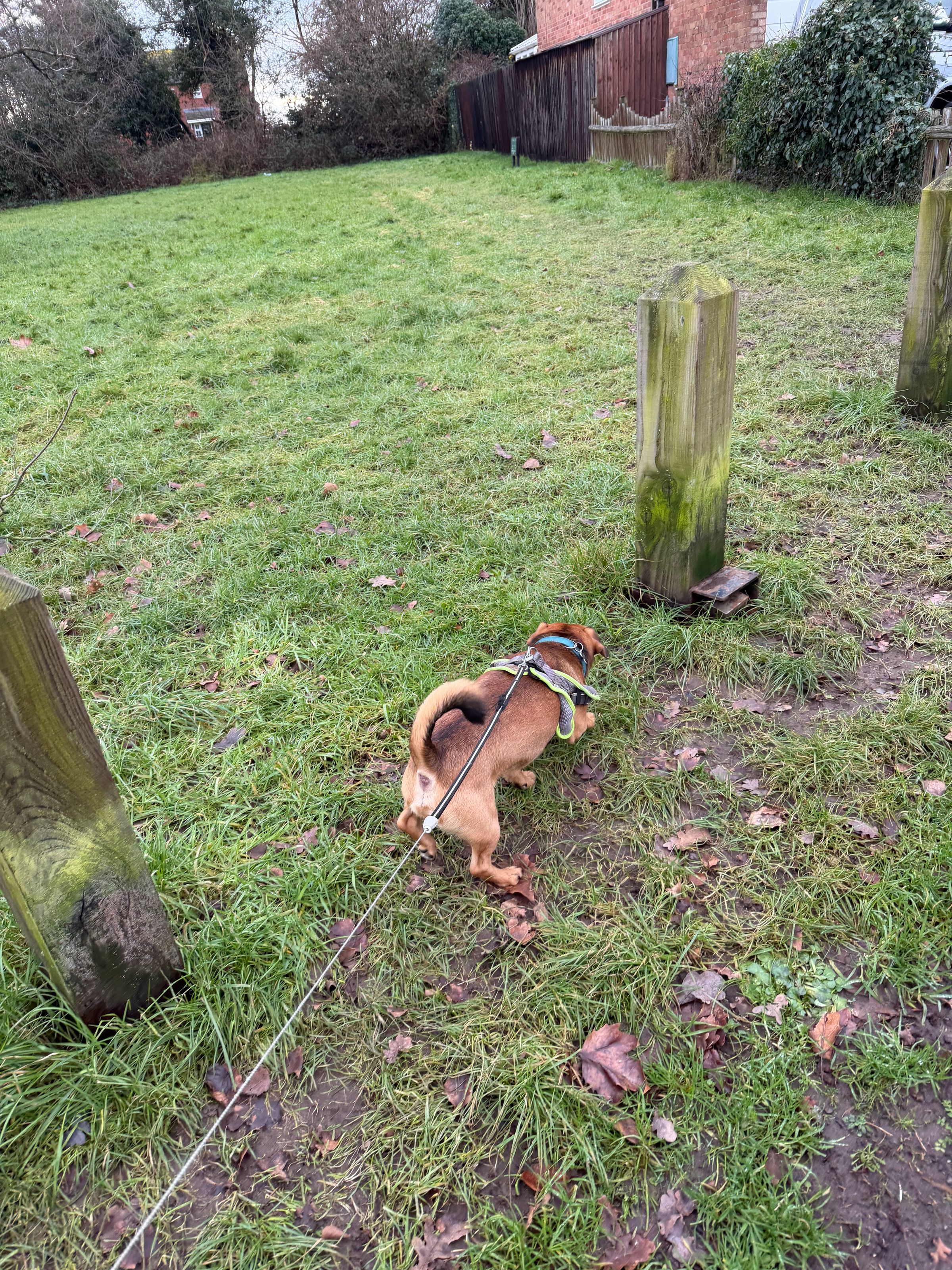 Sophie's Walkies's image