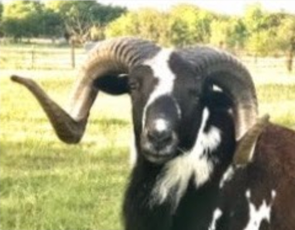 Tefft Farm | Painted Desert Sheep | Corsican | Allen, Mi USA's image