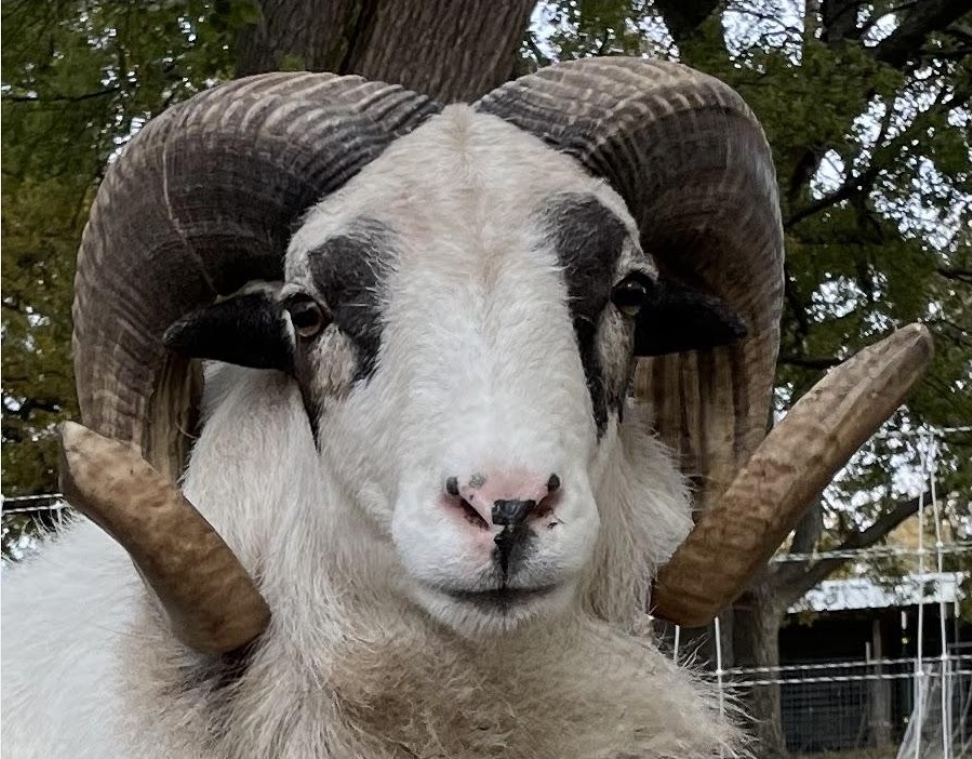 Tefft Farm | Painted Desert Sheep | Corsican | Allen, Mi USA's image