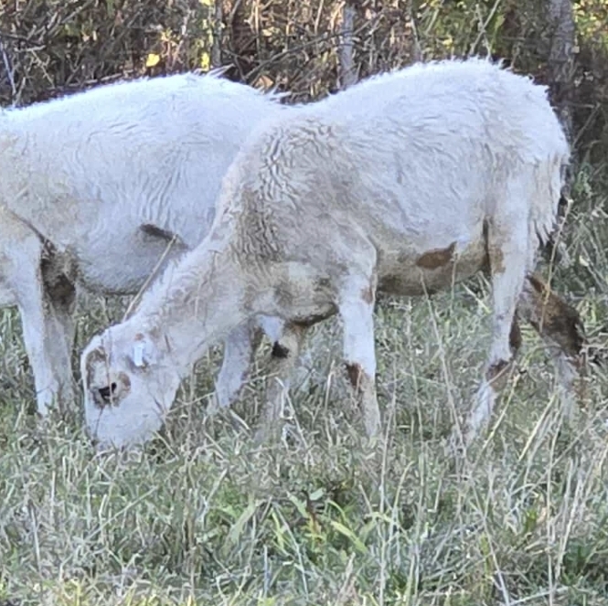 Tefft Farm | Painted Desert Sheep | Corsican | Allen, Mi USA's image