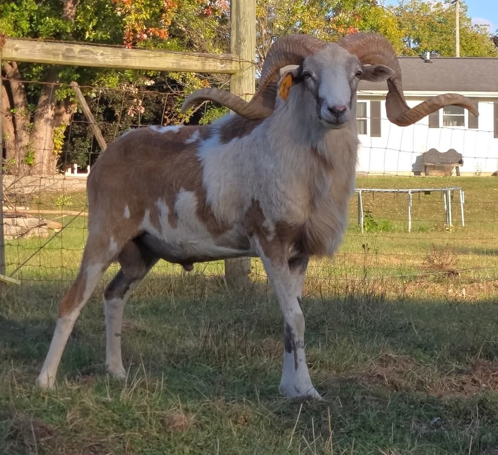 Tefft Farm | Painted Desert Sheep | Corsican | Allen, Mi USA's image